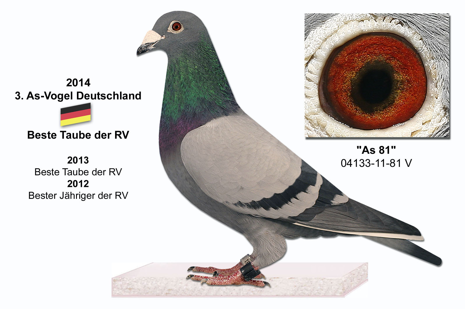 德国圆环种鸽图片图片