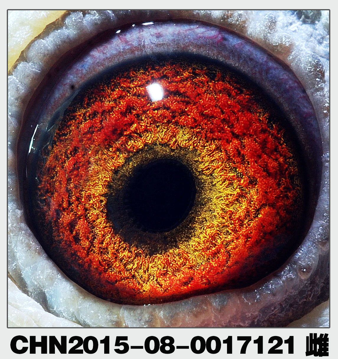 鸽 名: 詹森漂亮灰               羽 色: 灰               眼 砂