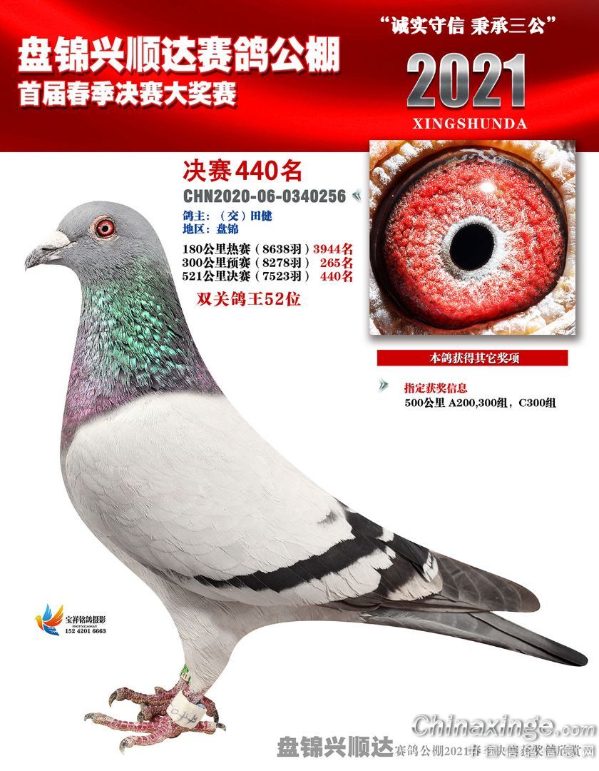 春棚成绩鸽440名