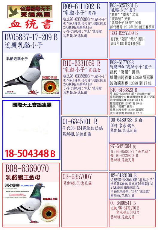 com爱鸽商城_中国信鸽信息网