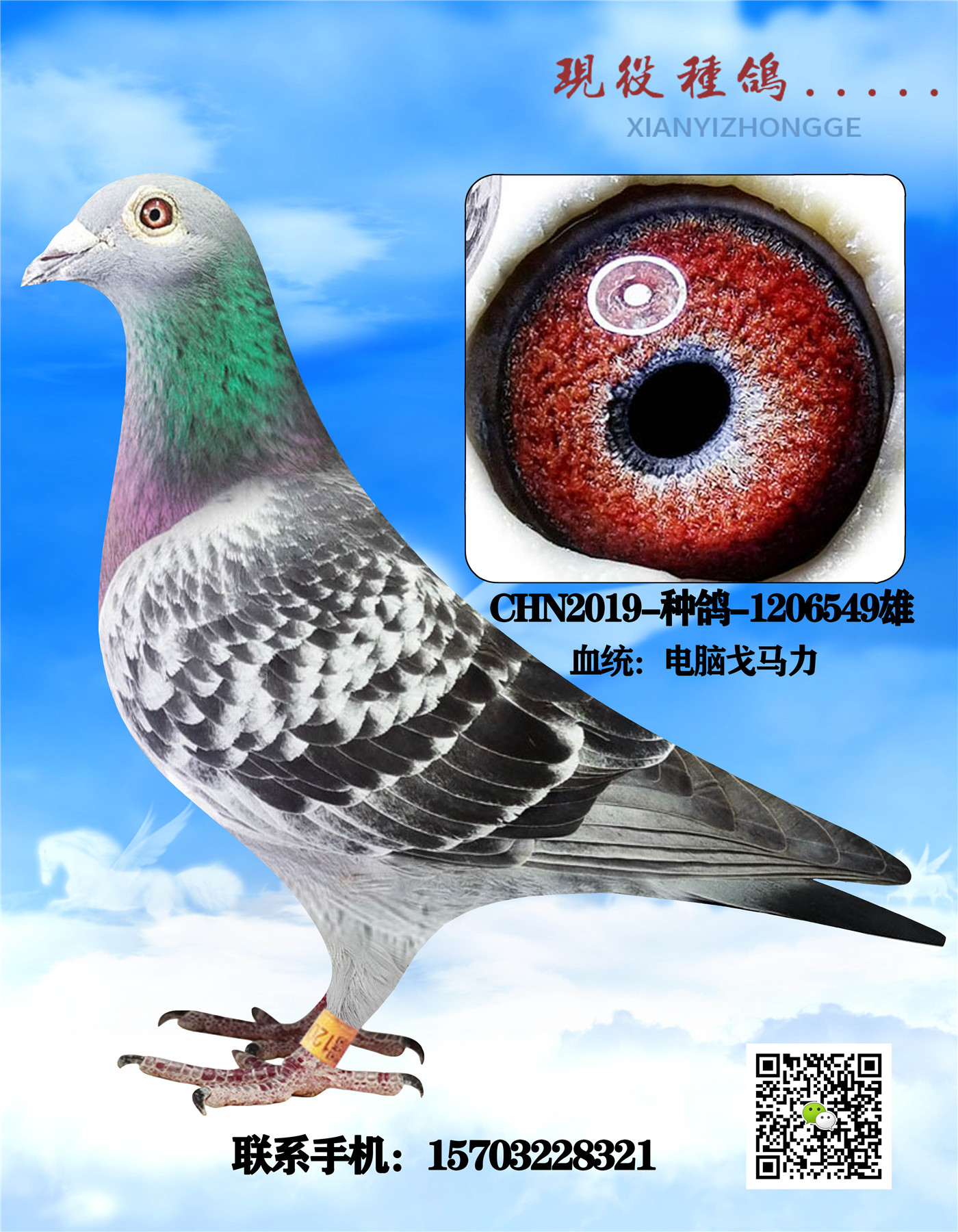 羽 色:灰眼 砂:砂眼收 藏:1人环 号:性 别:雄目 录:现役种鸽欣赏人