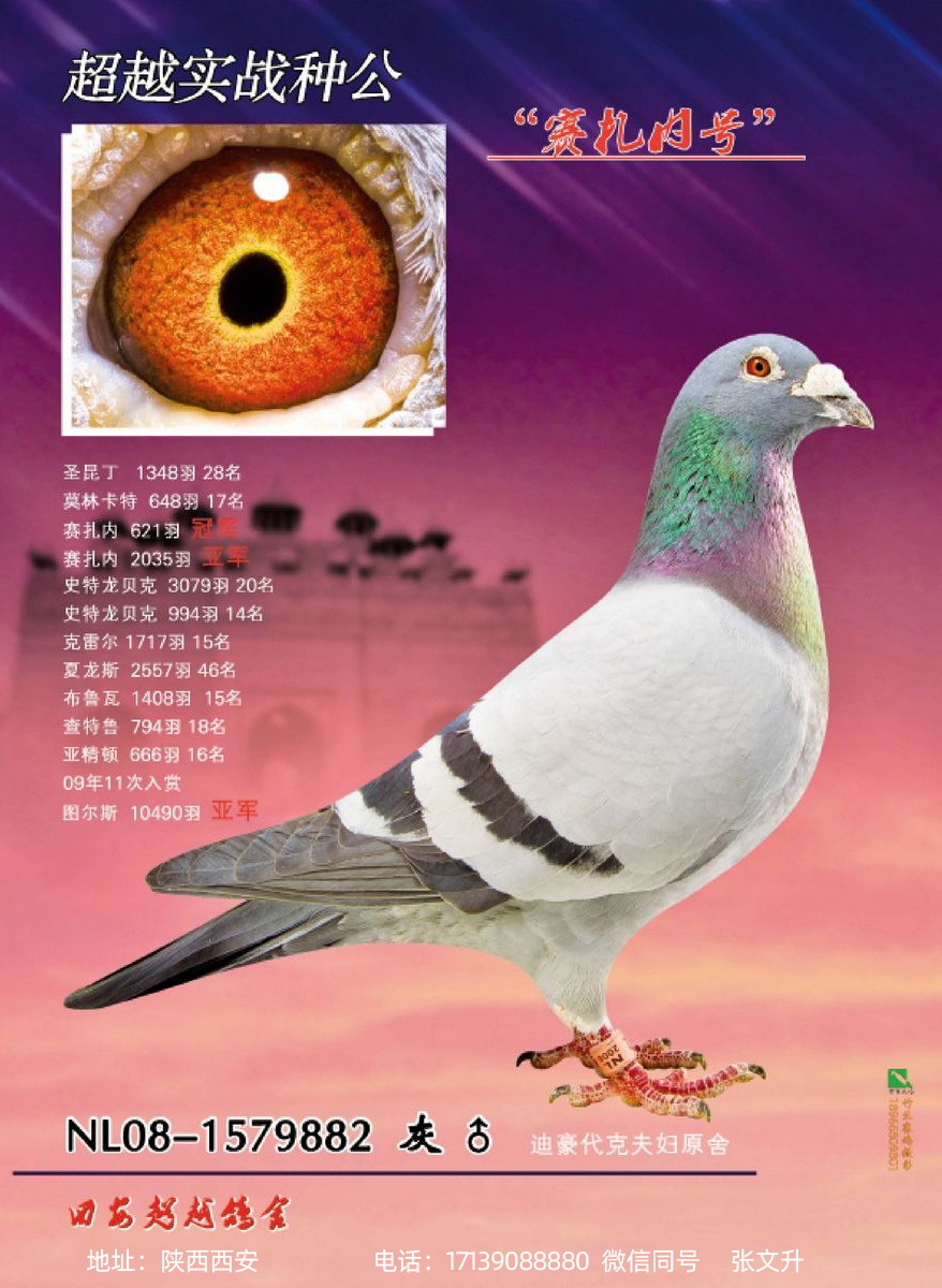 赛扎内号_西安超越赛鸽_ ag188.com爱鸽商城_中国信鸽信息网