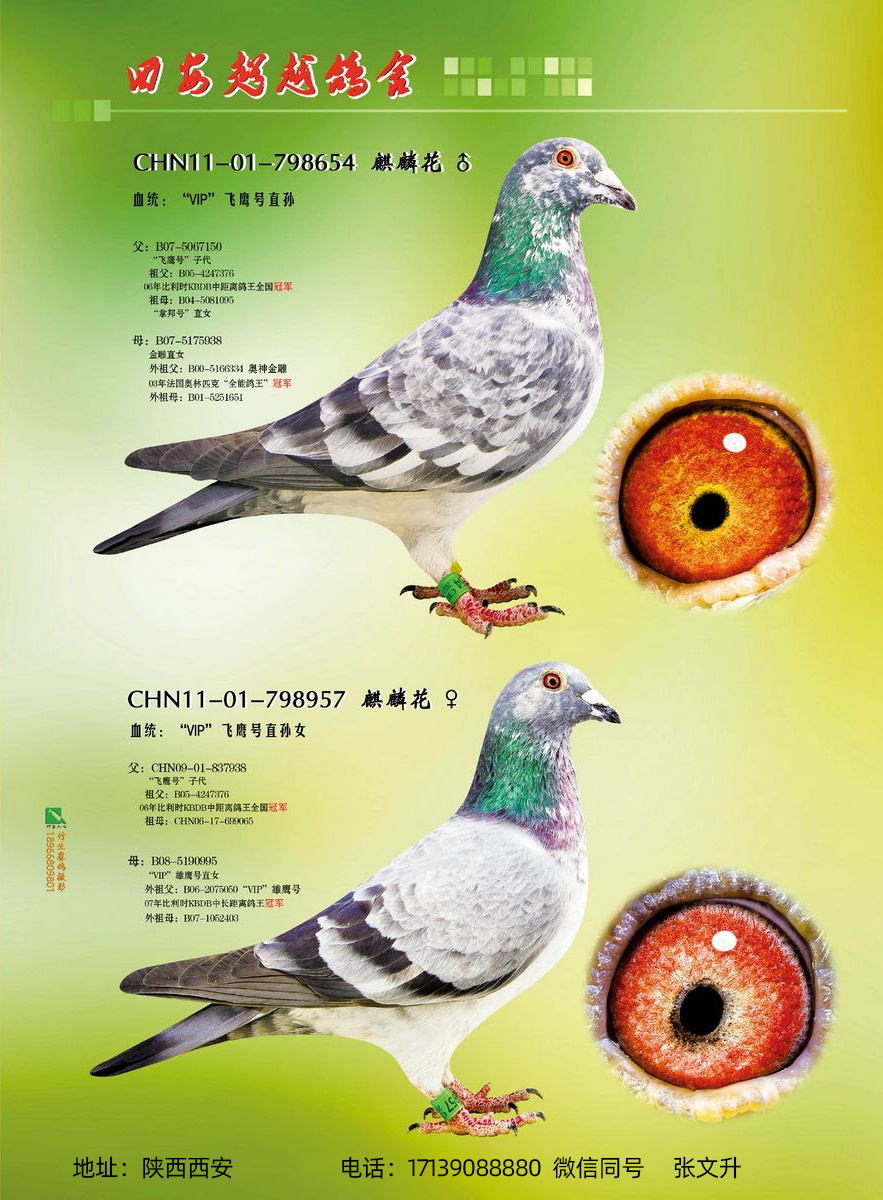 vip飞鹰号(1)_西安超越赛鸽-中信网爱鸽商城