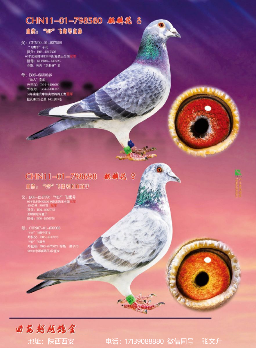 vip飞鹰号(2)_西安超越赛鸽_ag188.com爱鸽商城_中国信鸽信息网