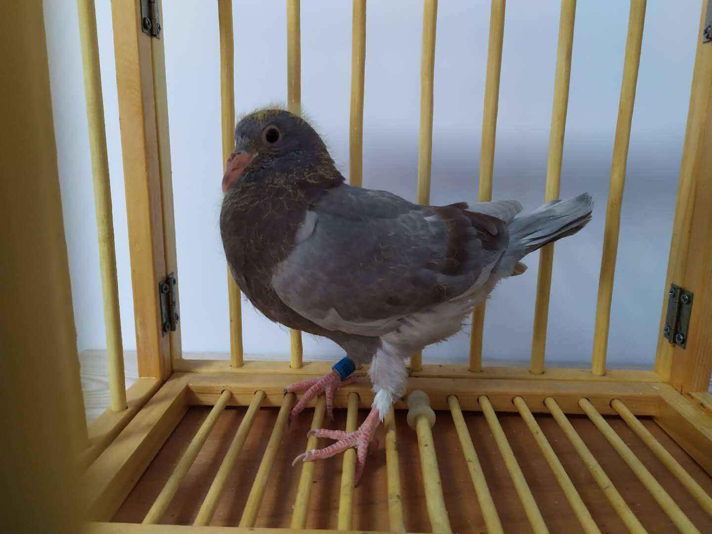 西翁_河北阳光鸽业王跃龙_ ag188.com爱鸽商城_中国信鸽信息网