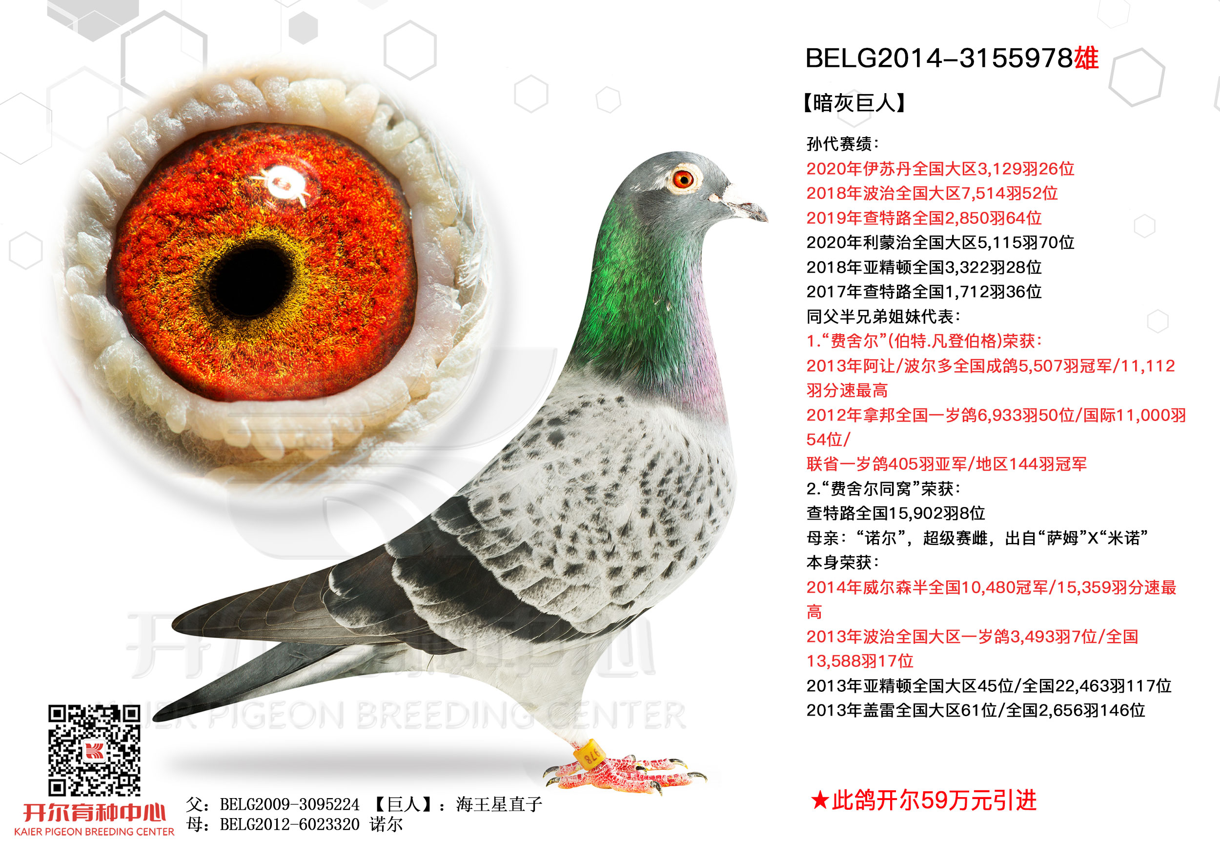 范德瓦尔】人 气:3553次鸽友通:详细介绍本鸽信息: 环号:belg2014