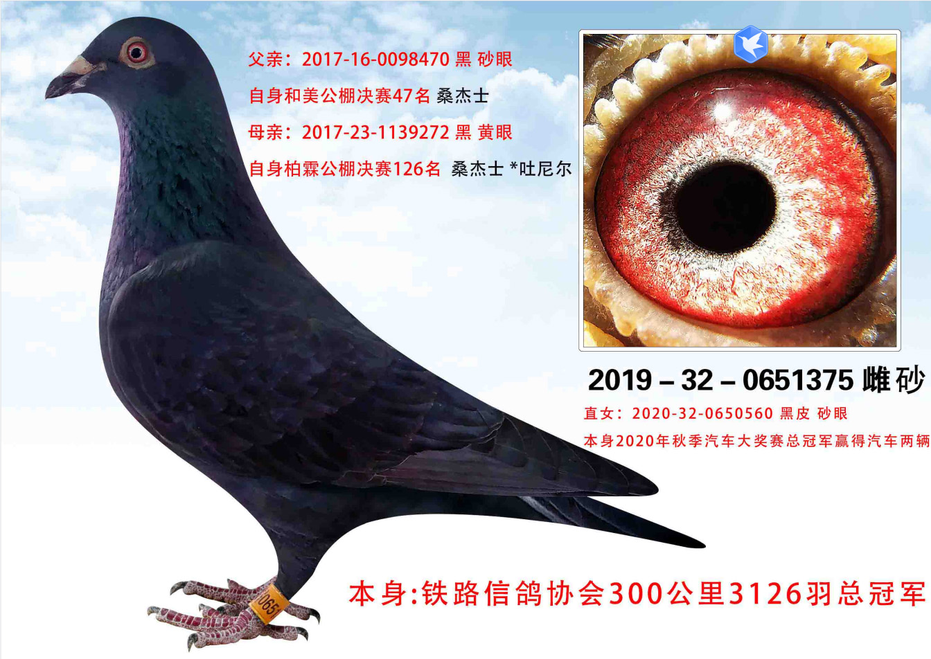 信鸽特征编 号:711635鸽 名:羽 色:黑眼 砂:砂眼收 藏:点击收藏环 号