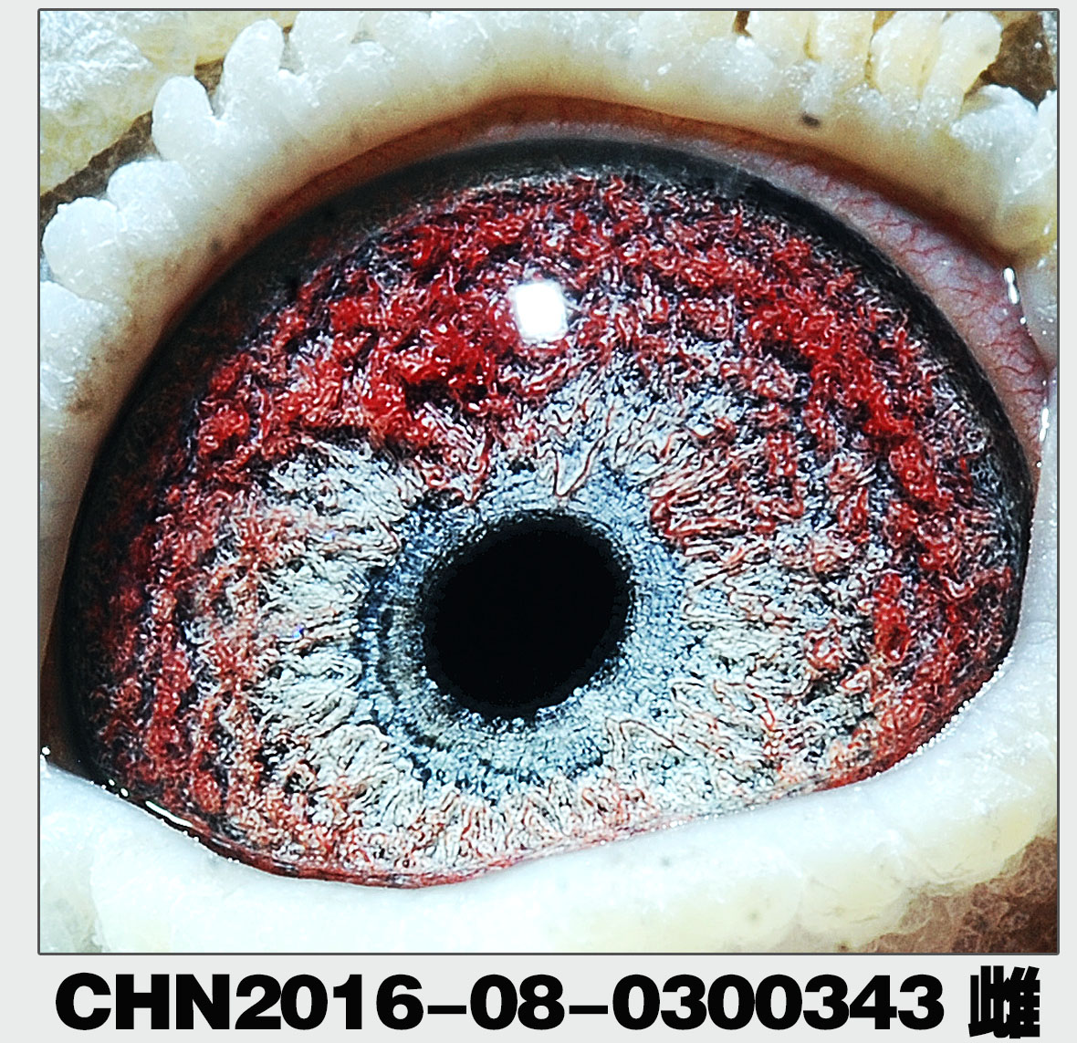 名: 詹森019*詹森黑珍珠               羽 色: 灰               眼