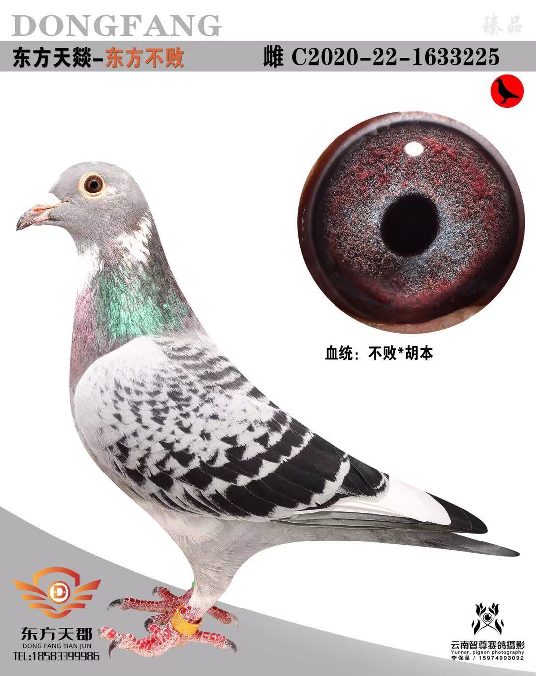 东方不败燚品_东方天郡鸽业_ ag188.com爱鸽商城_中国信鸽信息网