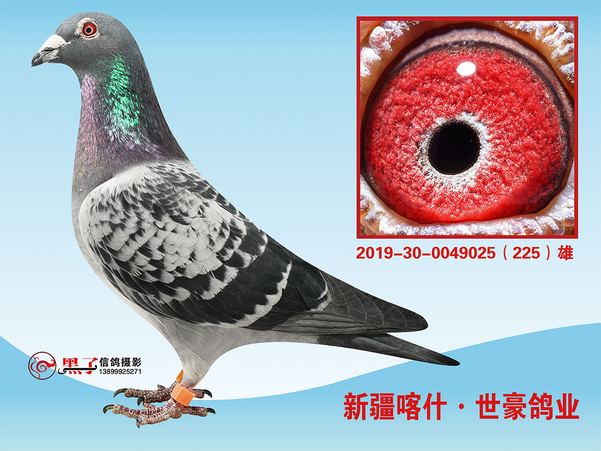 com爱鸽商城_中信网