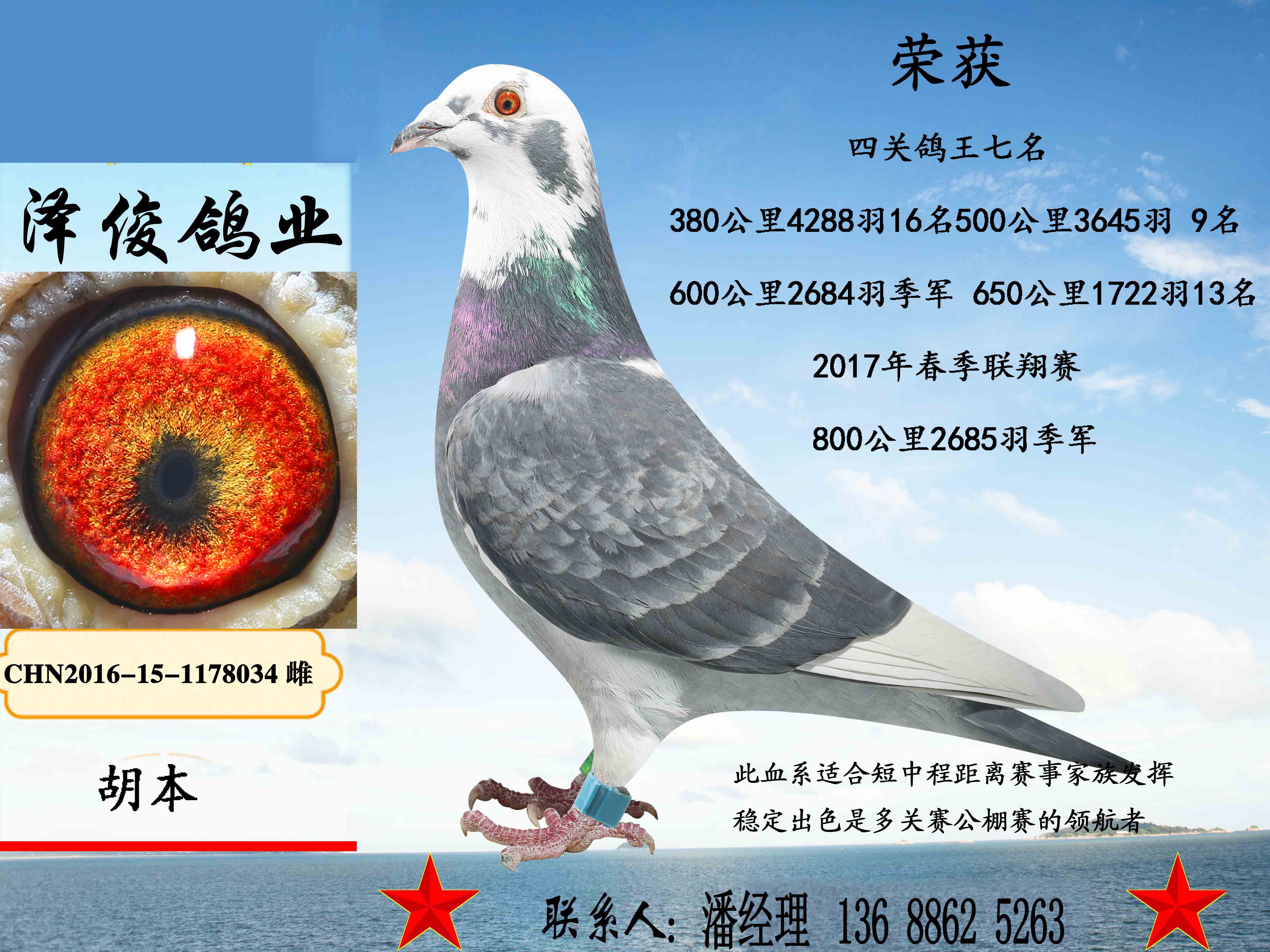 999元买二赠一_泽俊鸽业_ ag188.com爱鸽商城_中信网