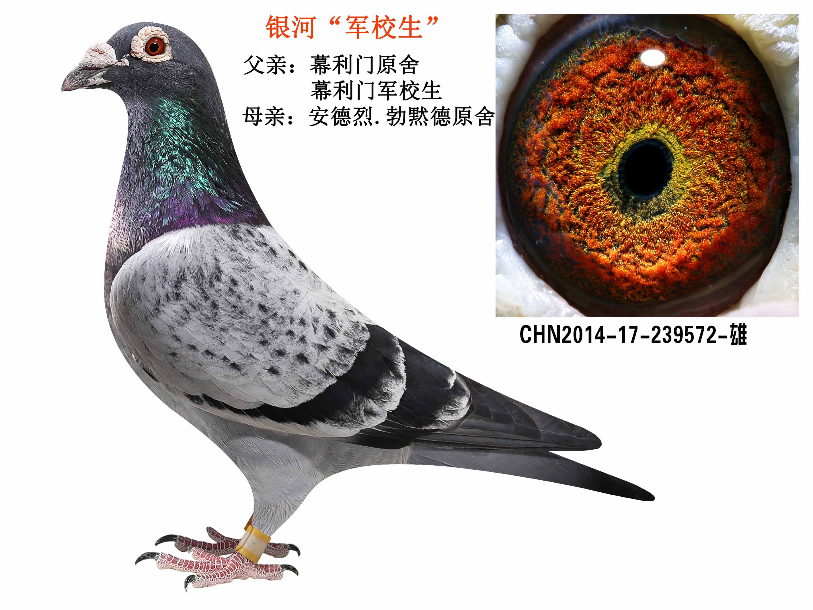 银河"军校生"_银河鸽业_ag188.com爱鸽商城_中国信鸽信息网