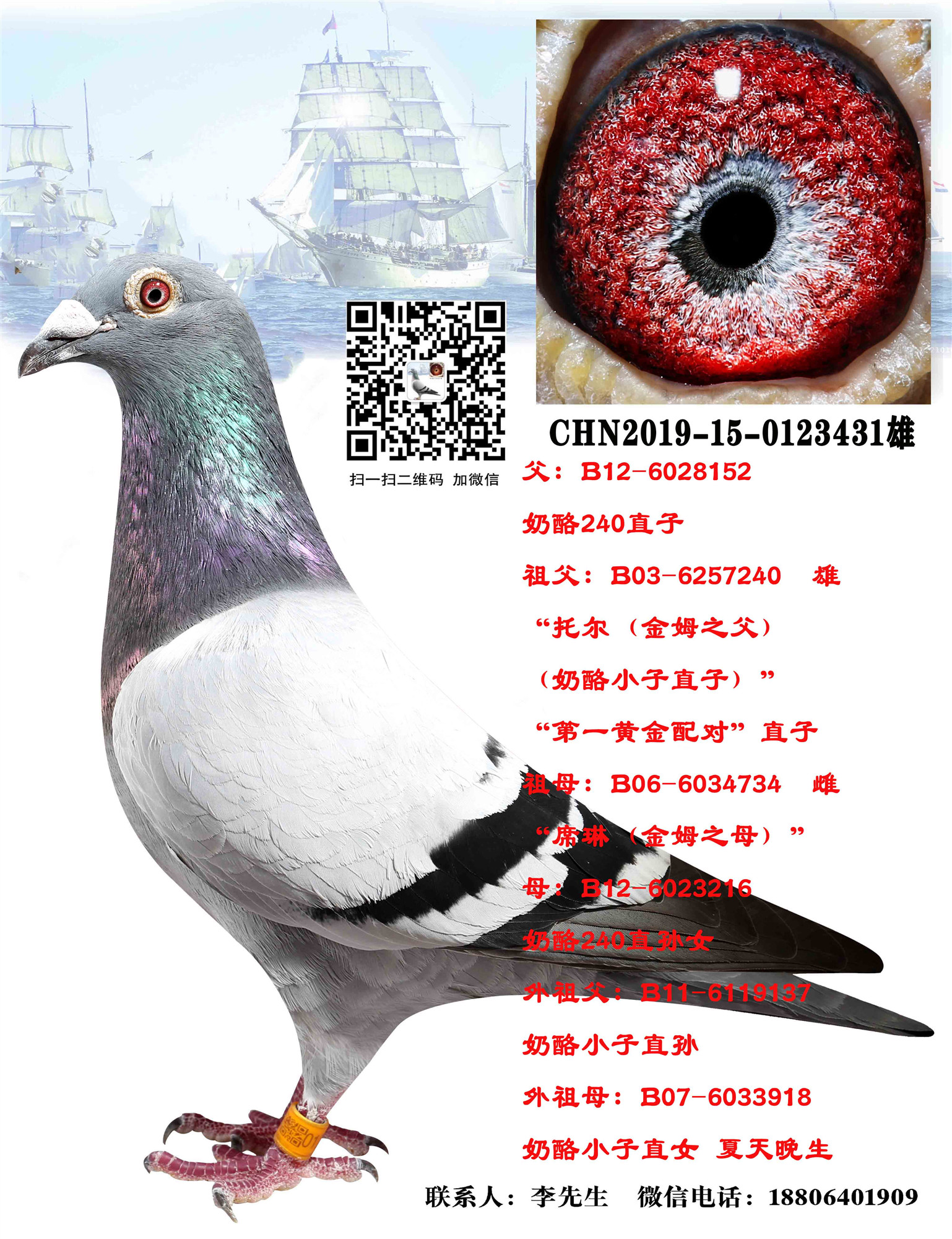 com爱鸽商城_中国信鸽信息网