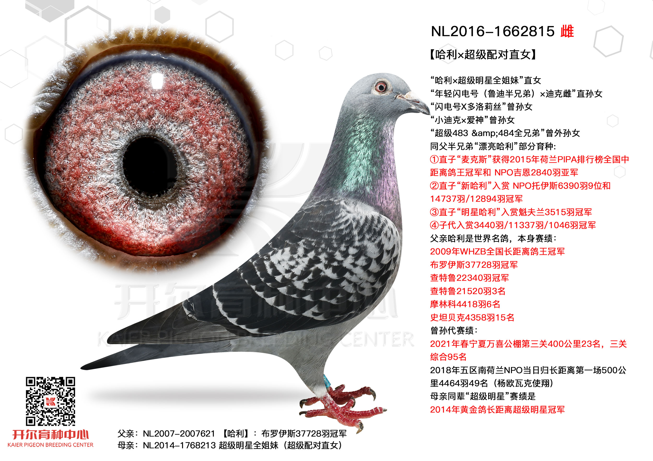 哈利×超级配对直女_唐山开尔鸽业_ ag188.com爱鸽商城_中信网