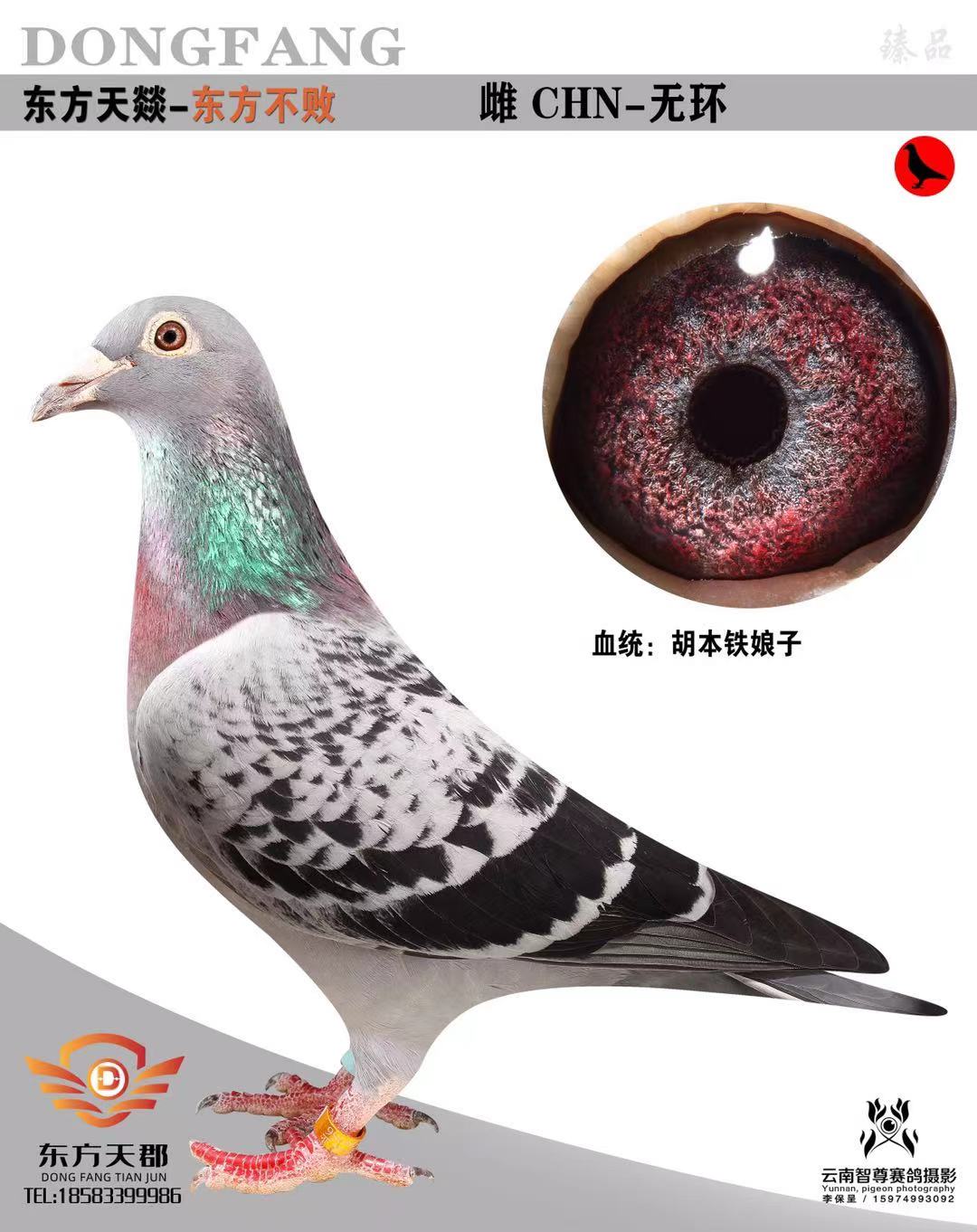 胡本艺术家_东方天郡鸽业_ag188.com爱鸽商城_中国信鸽信息网