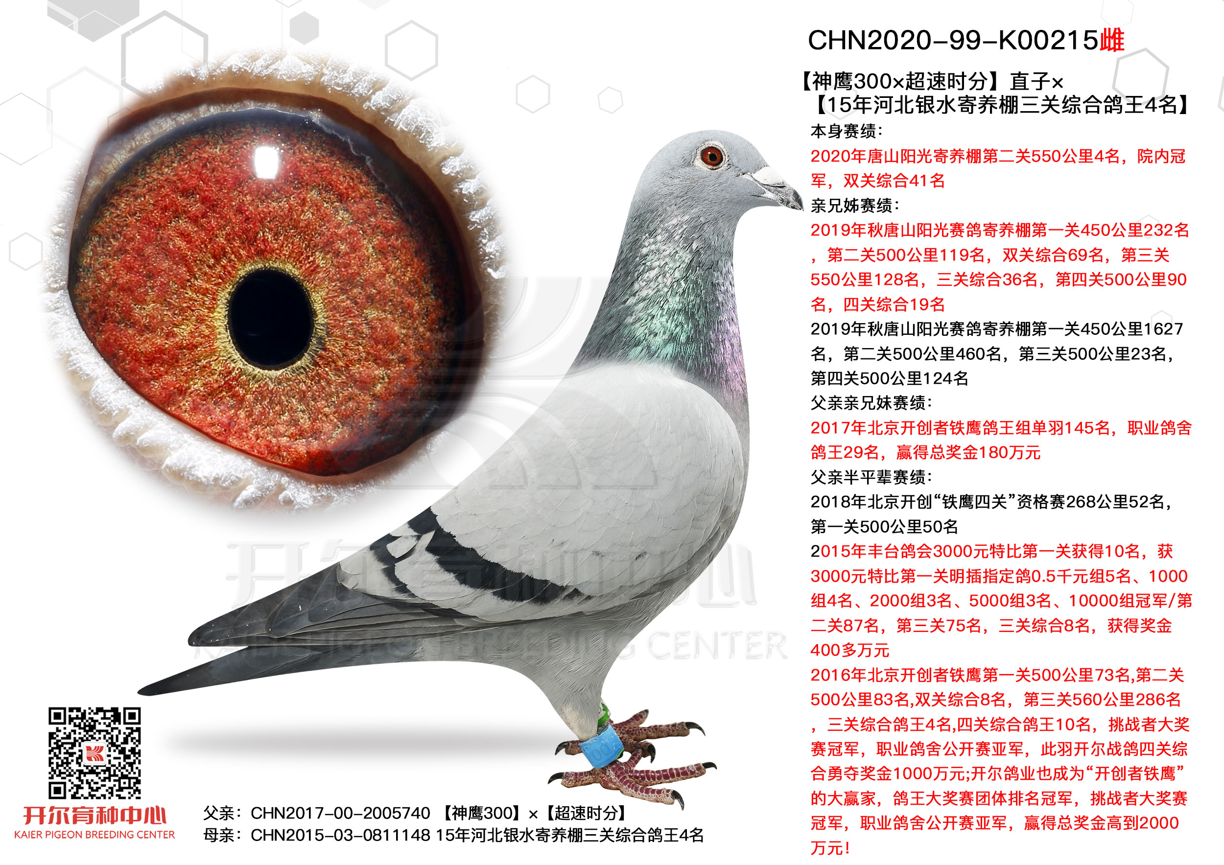 【神鹰300×超速时分】直子×银水鸽王4_唐山开尔鸽业-中信网爱鸽商城