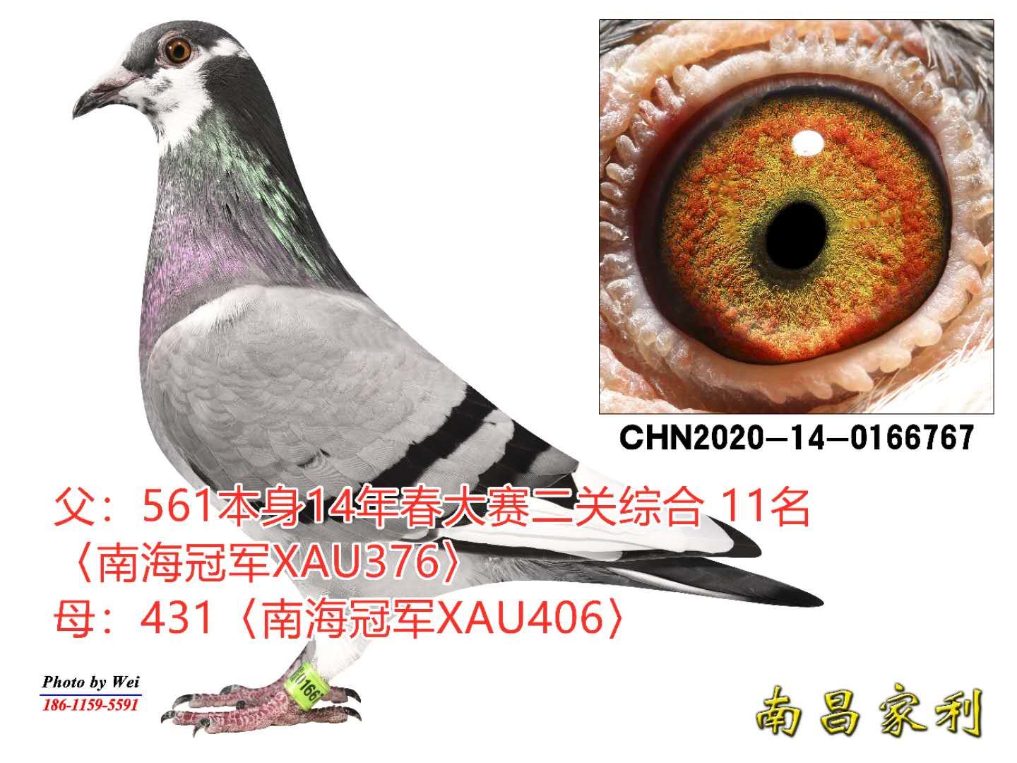 14年春大赛二关综合 11名_南昌家利鸽舍_ ag188.com爱鸽商城_中信网