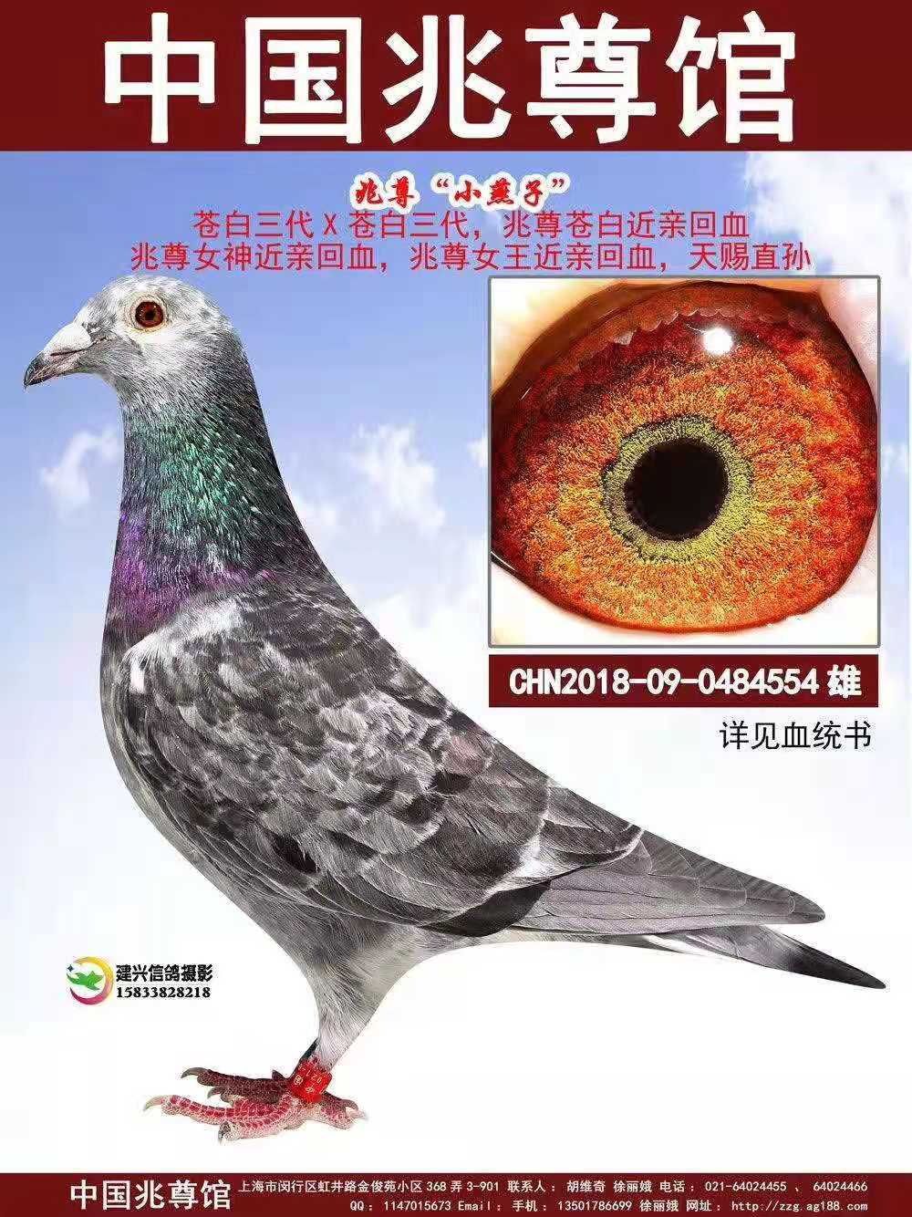 兆尊小燕子0484554雄