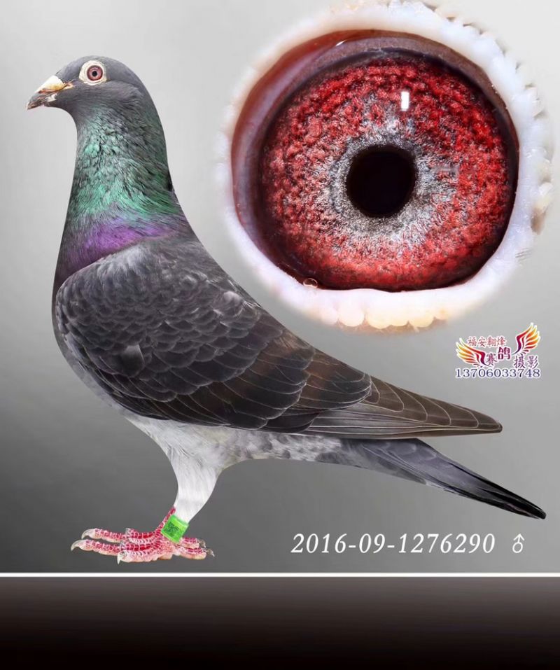 凡登不希_中恒鸽业-中信网爱鸽商城