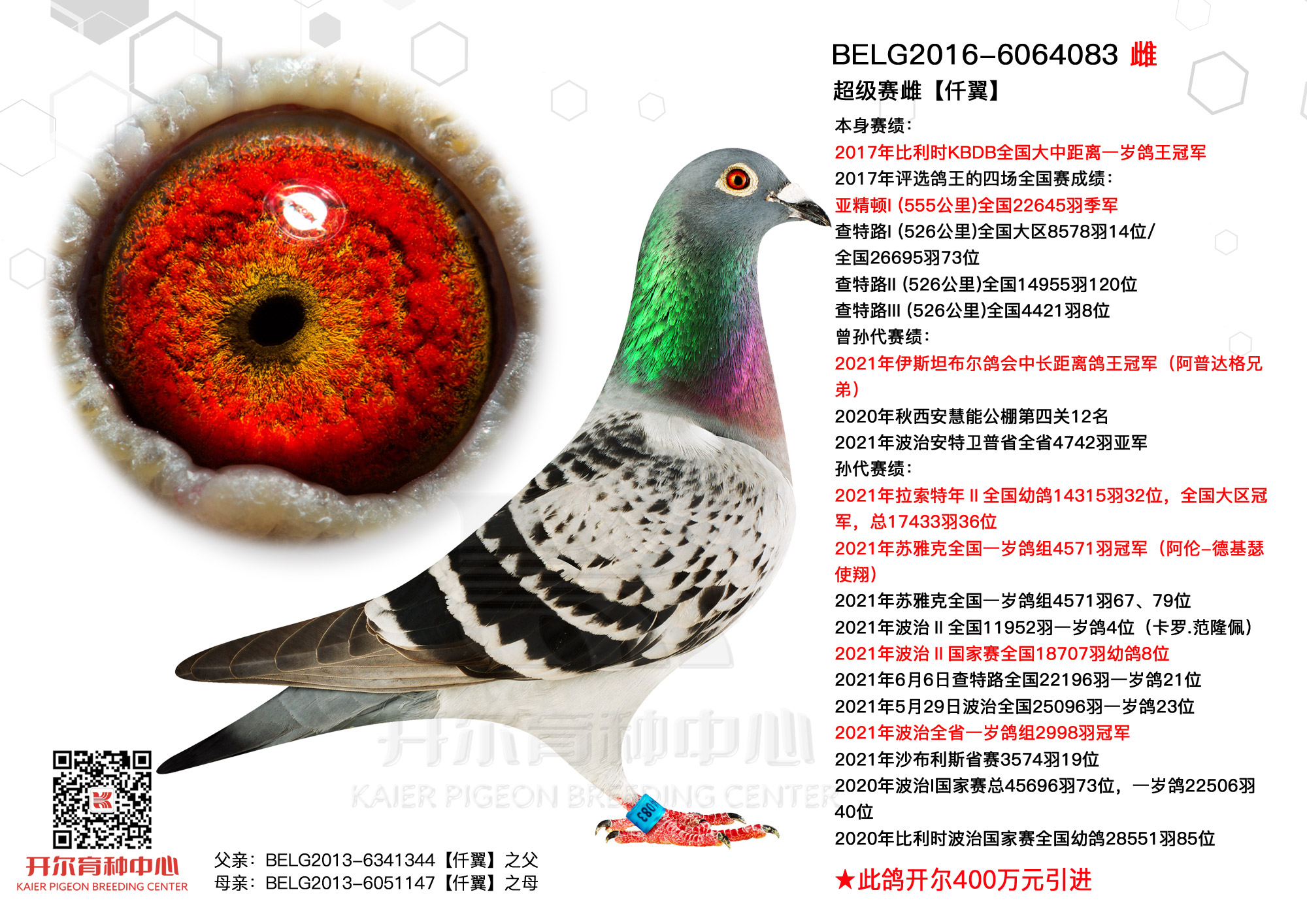 2017年比利时鸽环颜色图片