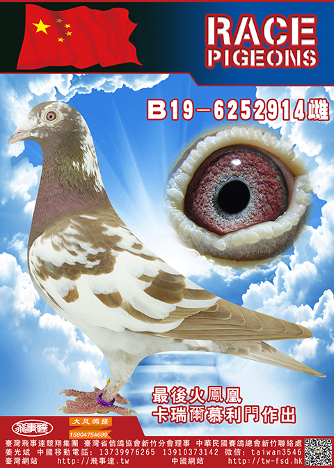 纯血慕利门火凤凰914