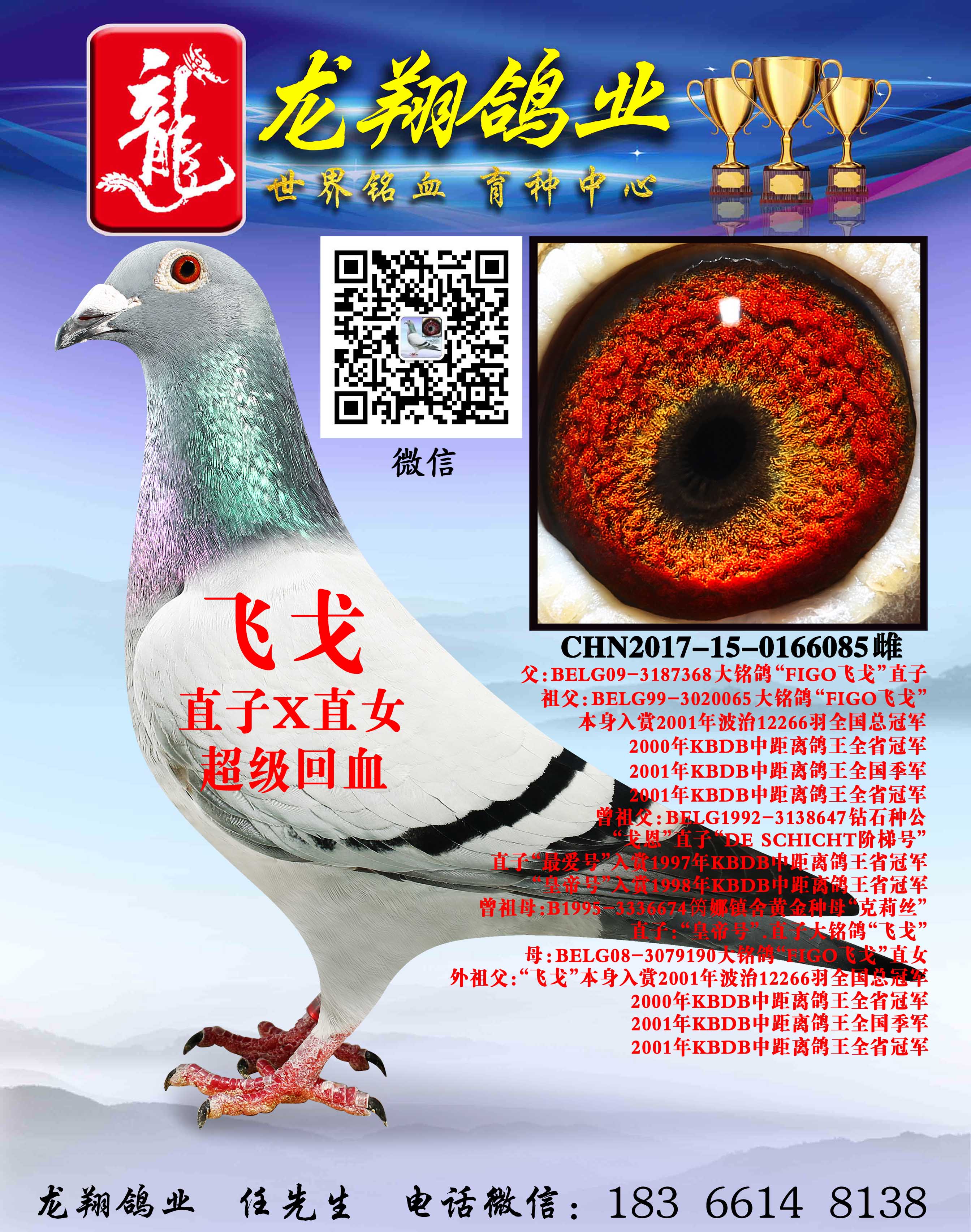 "飞戈"近亲孙女出售