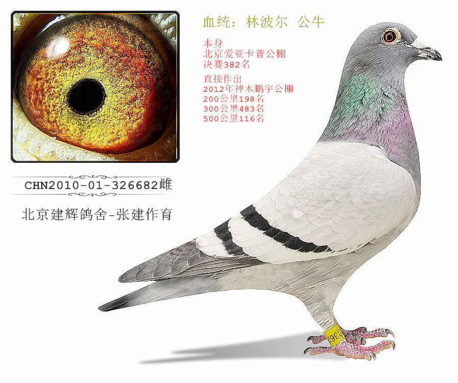 建辉鸽舍 林波尔 公牛