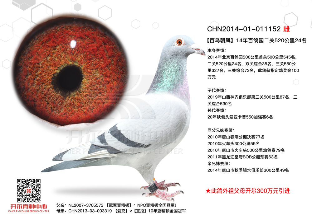 鸽 名:羽 色:灰白条眼 砂:黄眼收 藏:1人环 号:chn2014-01-011152性