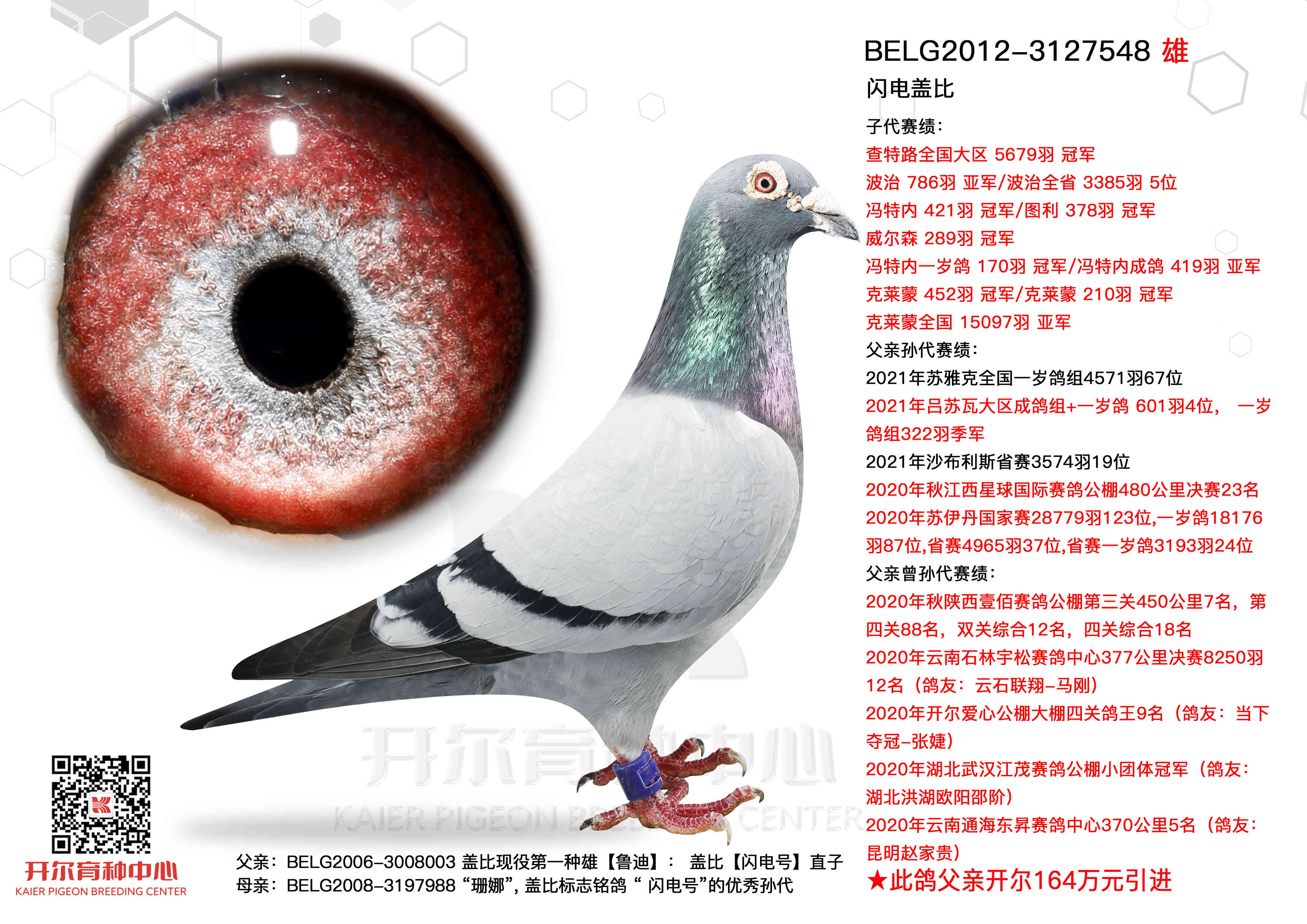 中国伟路鸽业图片