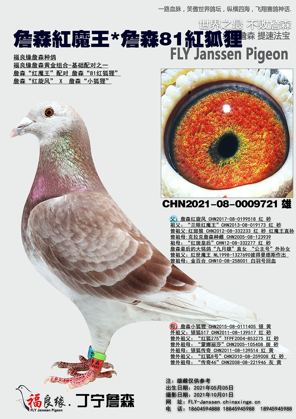 詹森红魔王*詹森81红狐狸