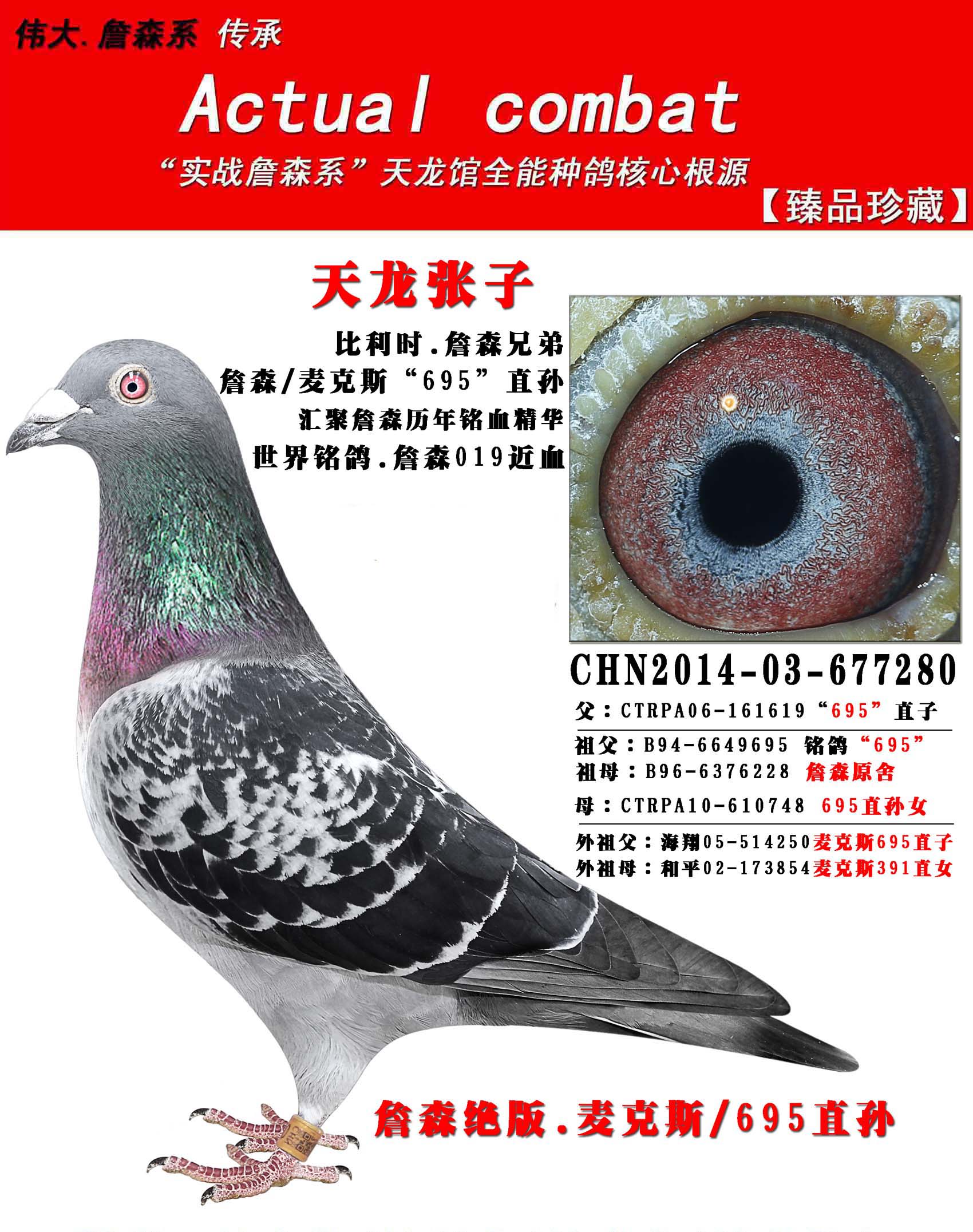 麦克斯.詹森695直孙_安徽天龙馆-中信网爱鸽商城