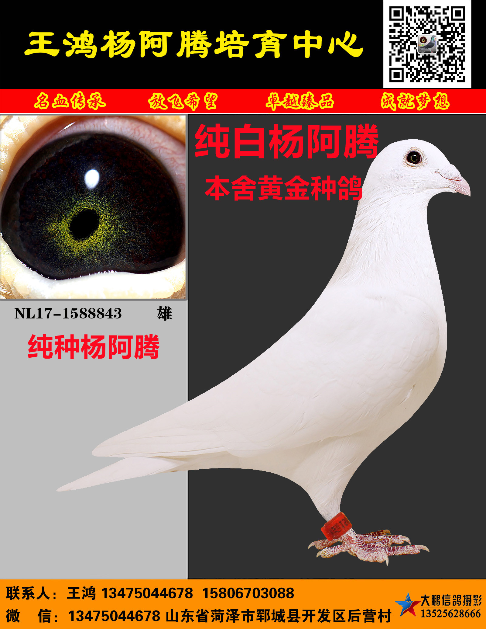 信鸽特征编 号:563850鸽 名:进口纯白杨阿腾羽 色:白眼 砂:黄眼收 藏