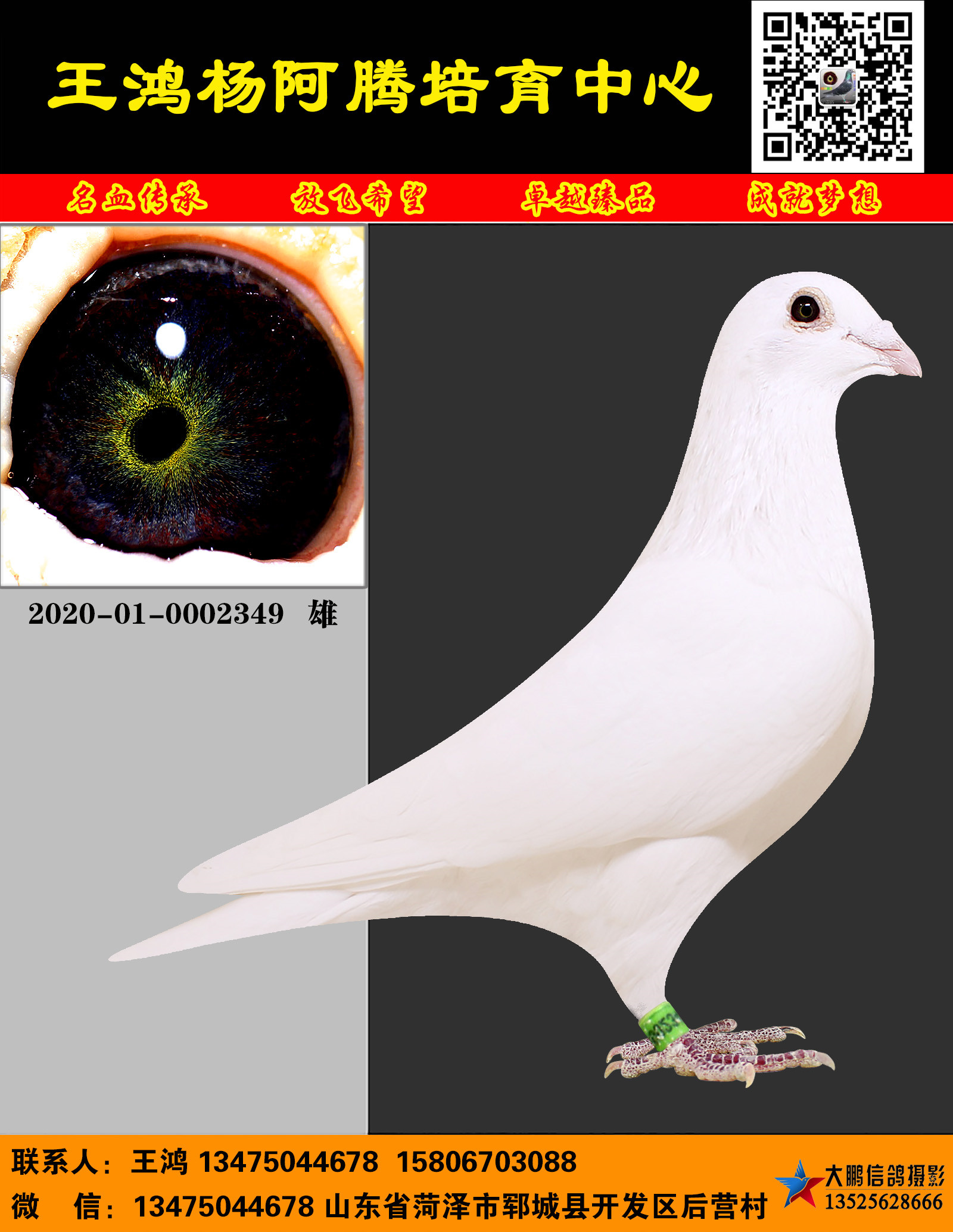 纯白色信鸽品种图片