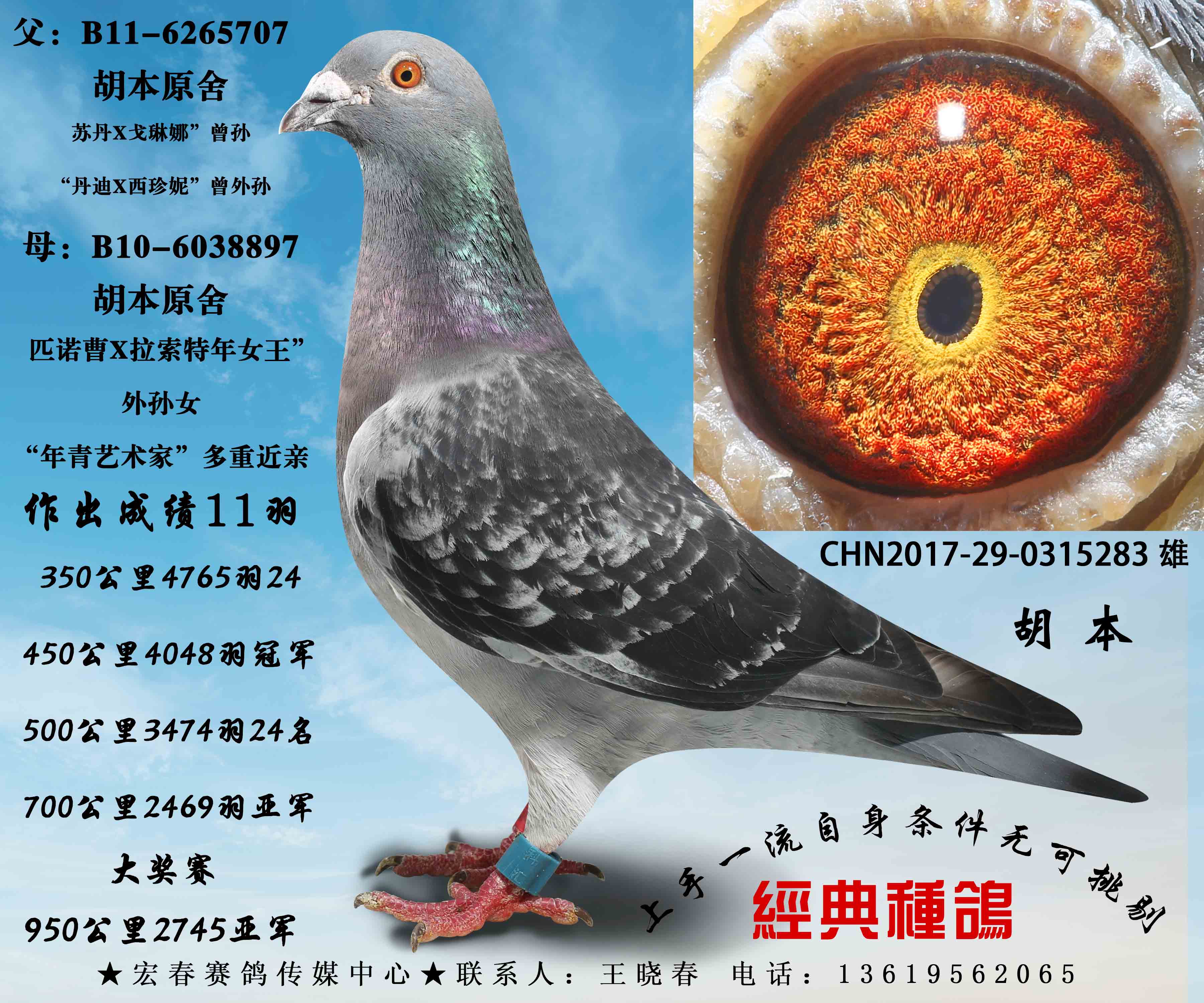 清棚低价处理所有种鸽一羽不留