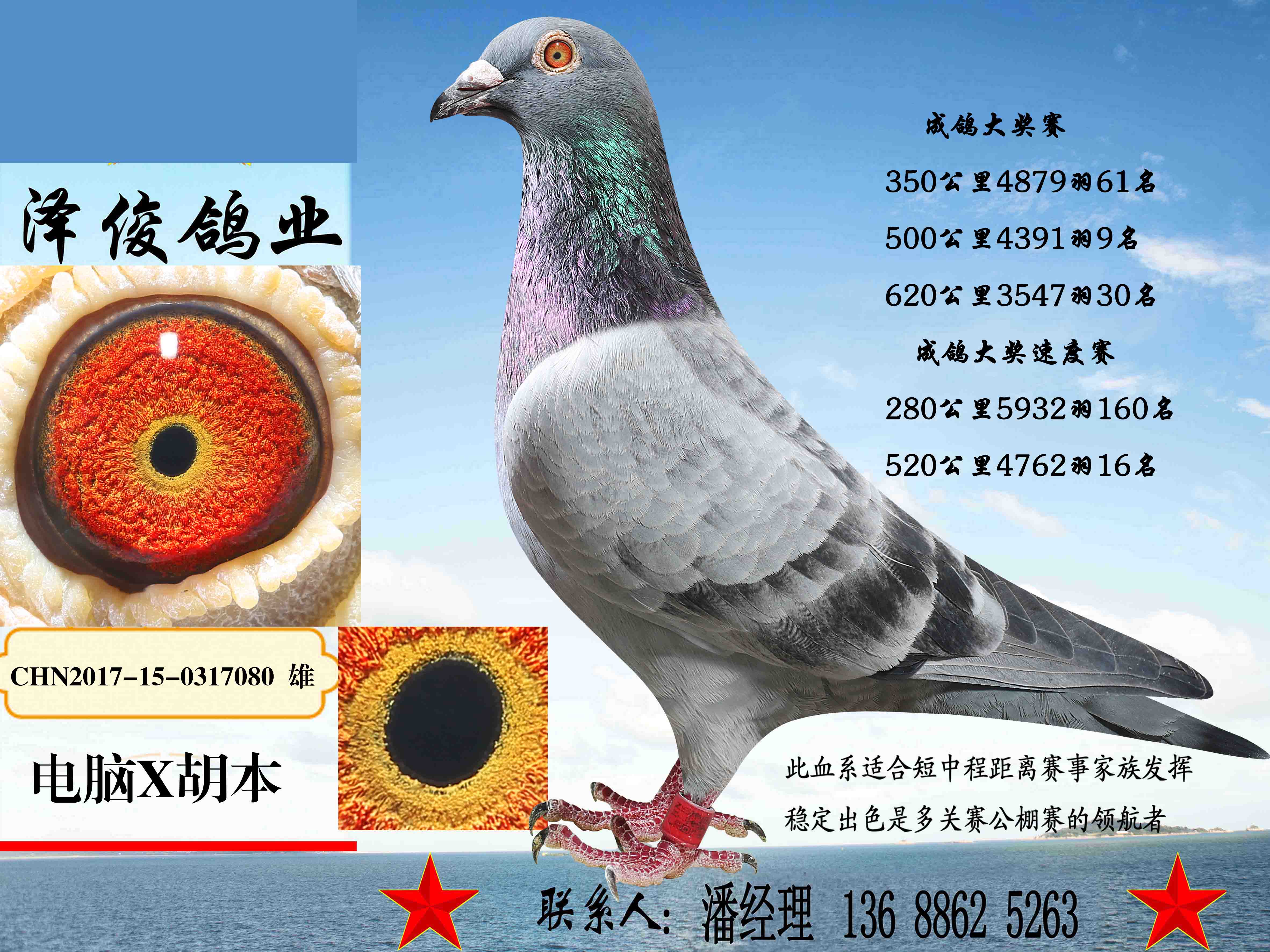 com爱鸽商城_中国信鸽信息网