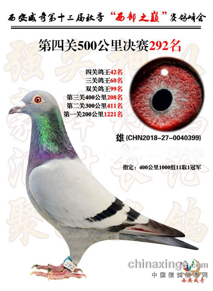 公棚成绩鸽