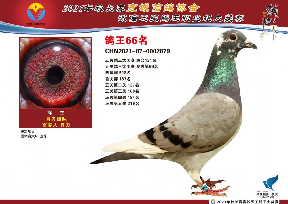 上海王成的鸽子图片