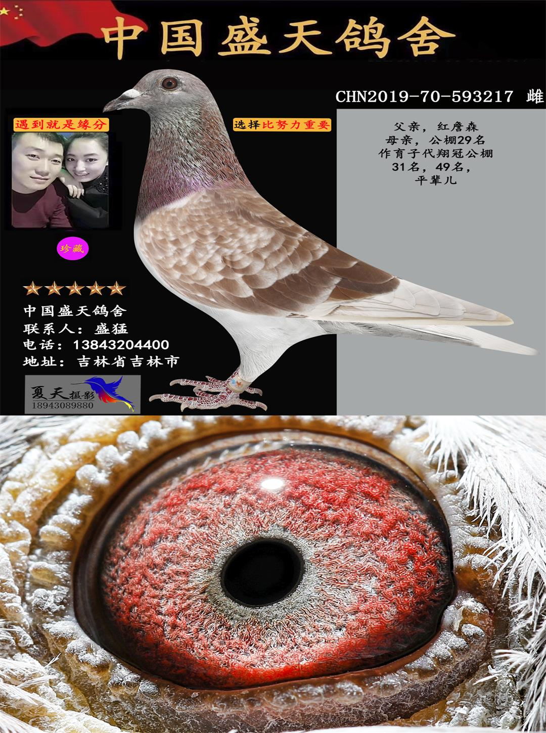 已经出售詹森血统217 - 中国盛天鸽舍