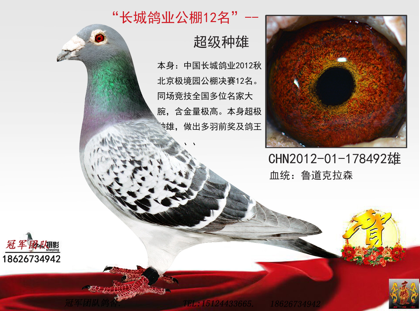 北京长城鸽业图片