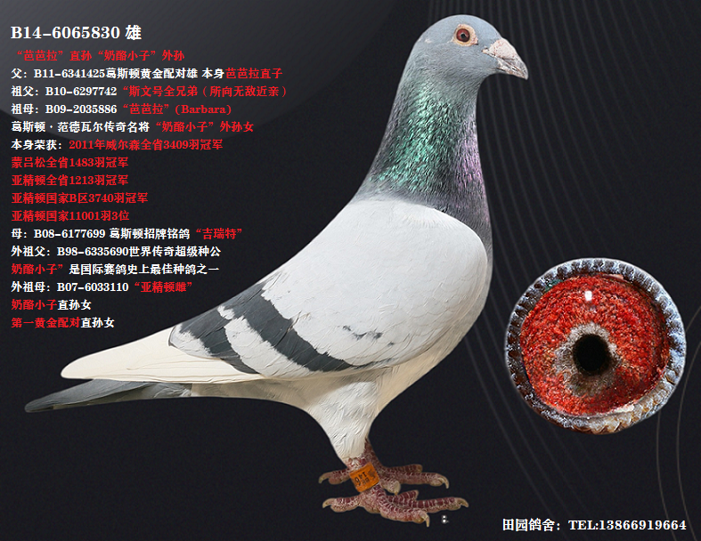 奶酪830_田园鸽舍_ ag188.com爱鸽商城_中信网