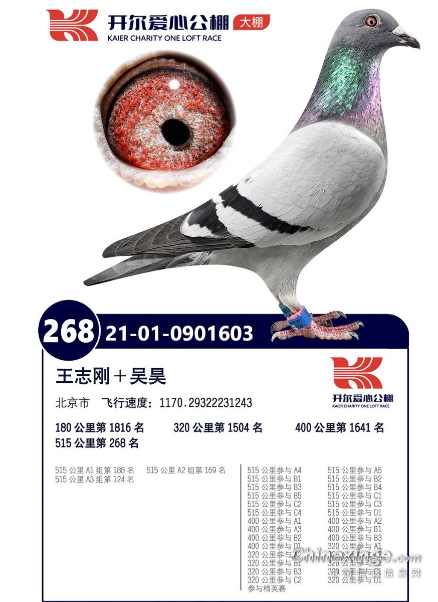 北京王志军信鸽展厅图片