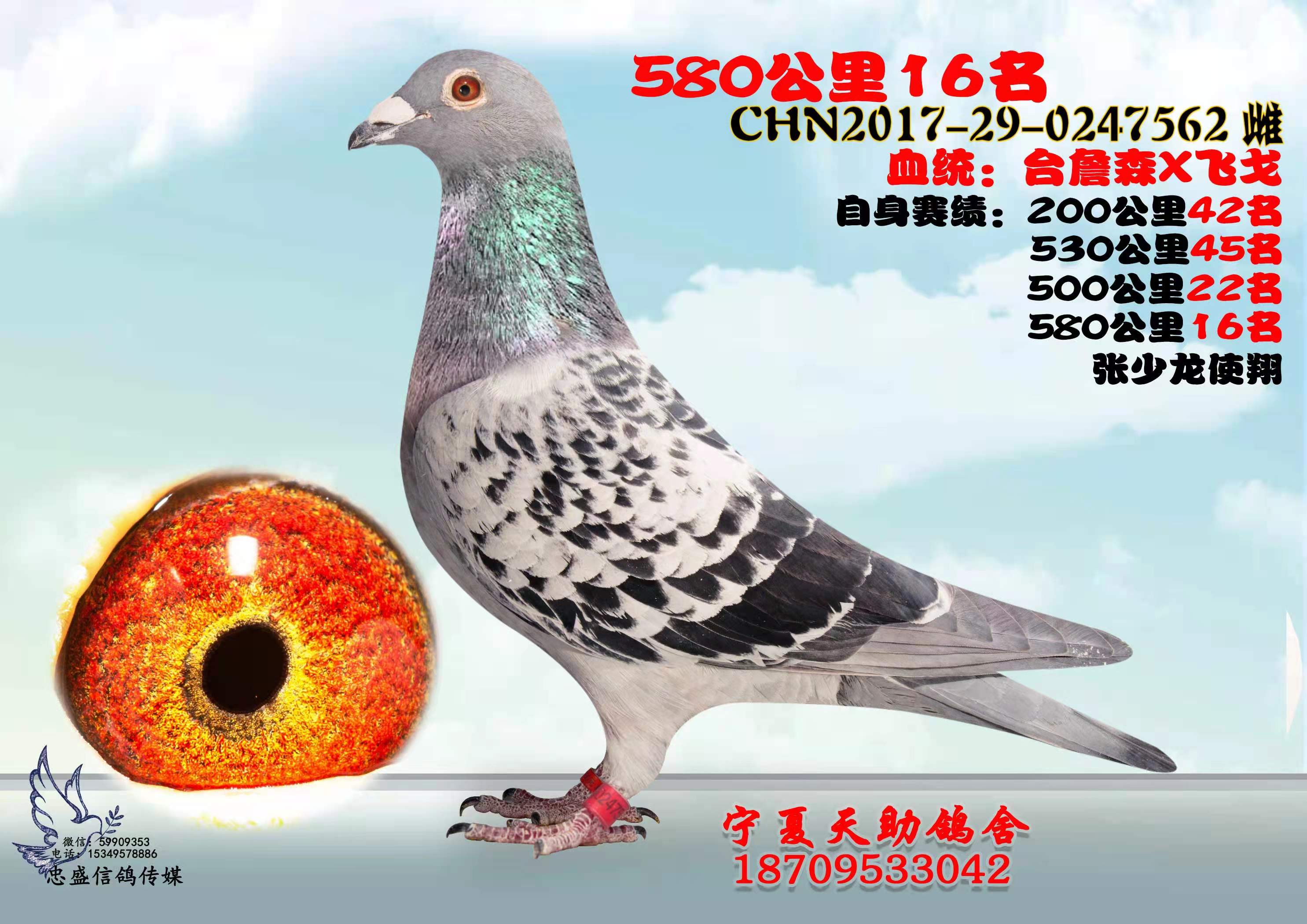 宁夏天助鸽舍