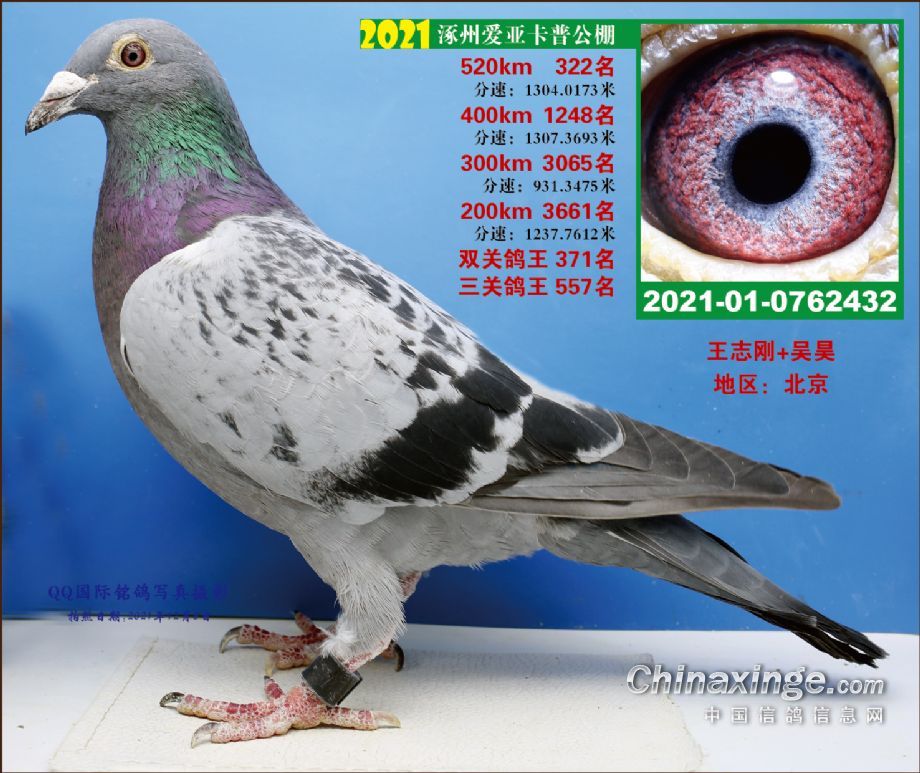 涿州卡普322名 - 北京志刚鸽舍