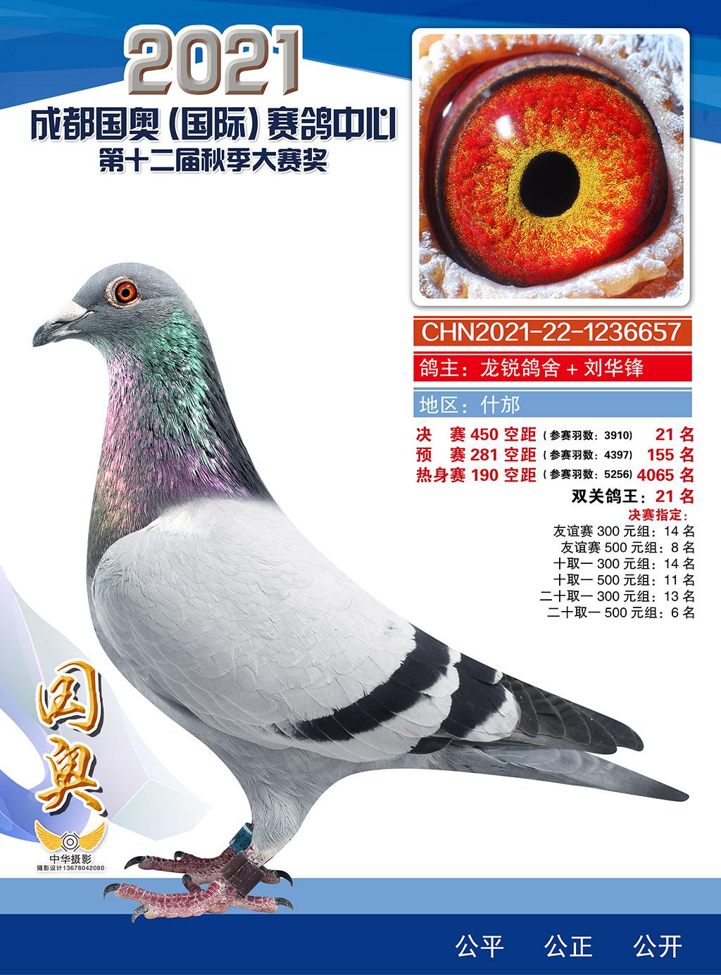 国奥657_四川龙锐鸽舍_ag188.com爱鸽商城_中国信鸽信息网