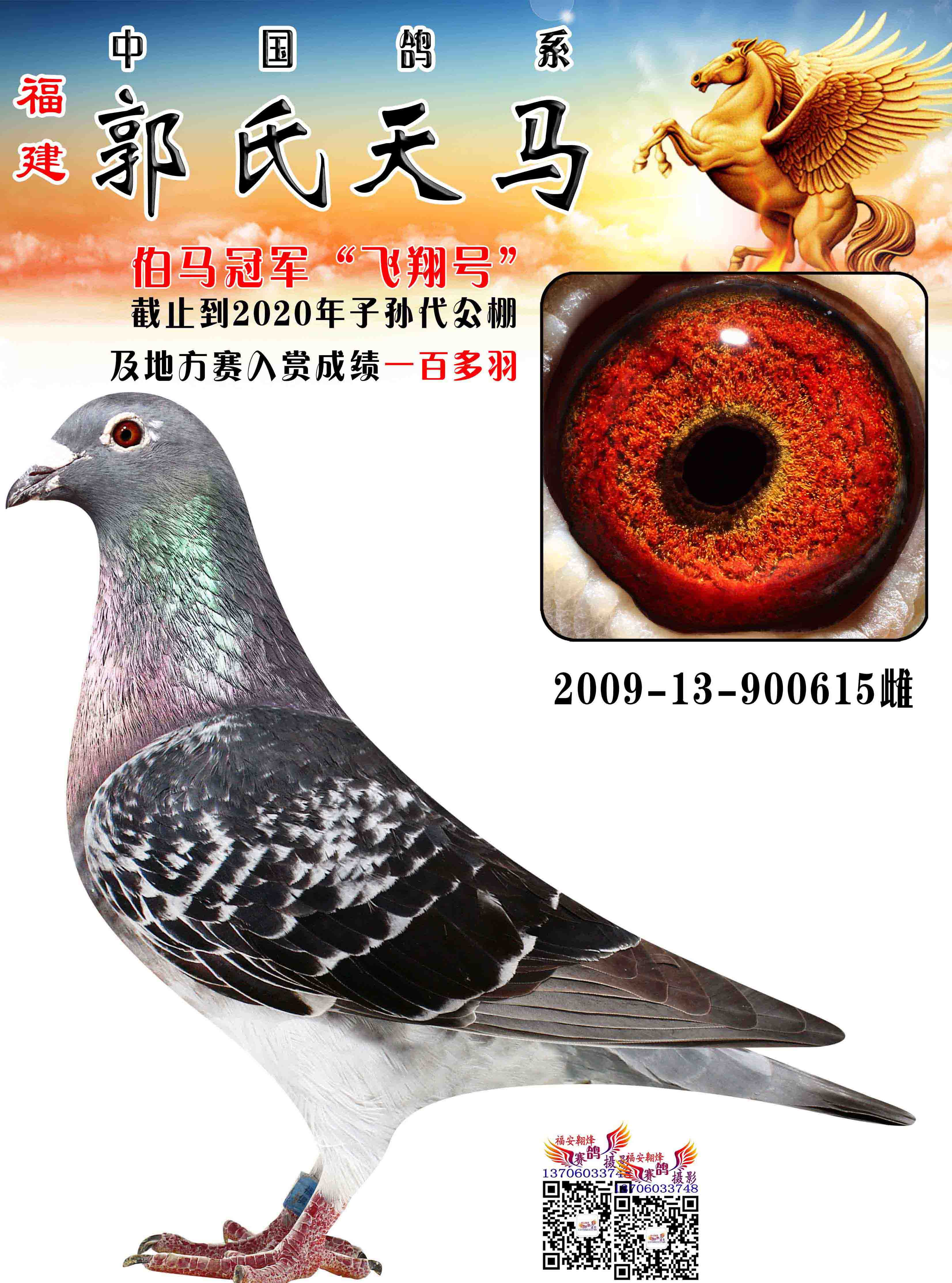后台管理联系我们鸽友留言展厅相册鸽圈动态推荐配对在线购买信鸽拍
