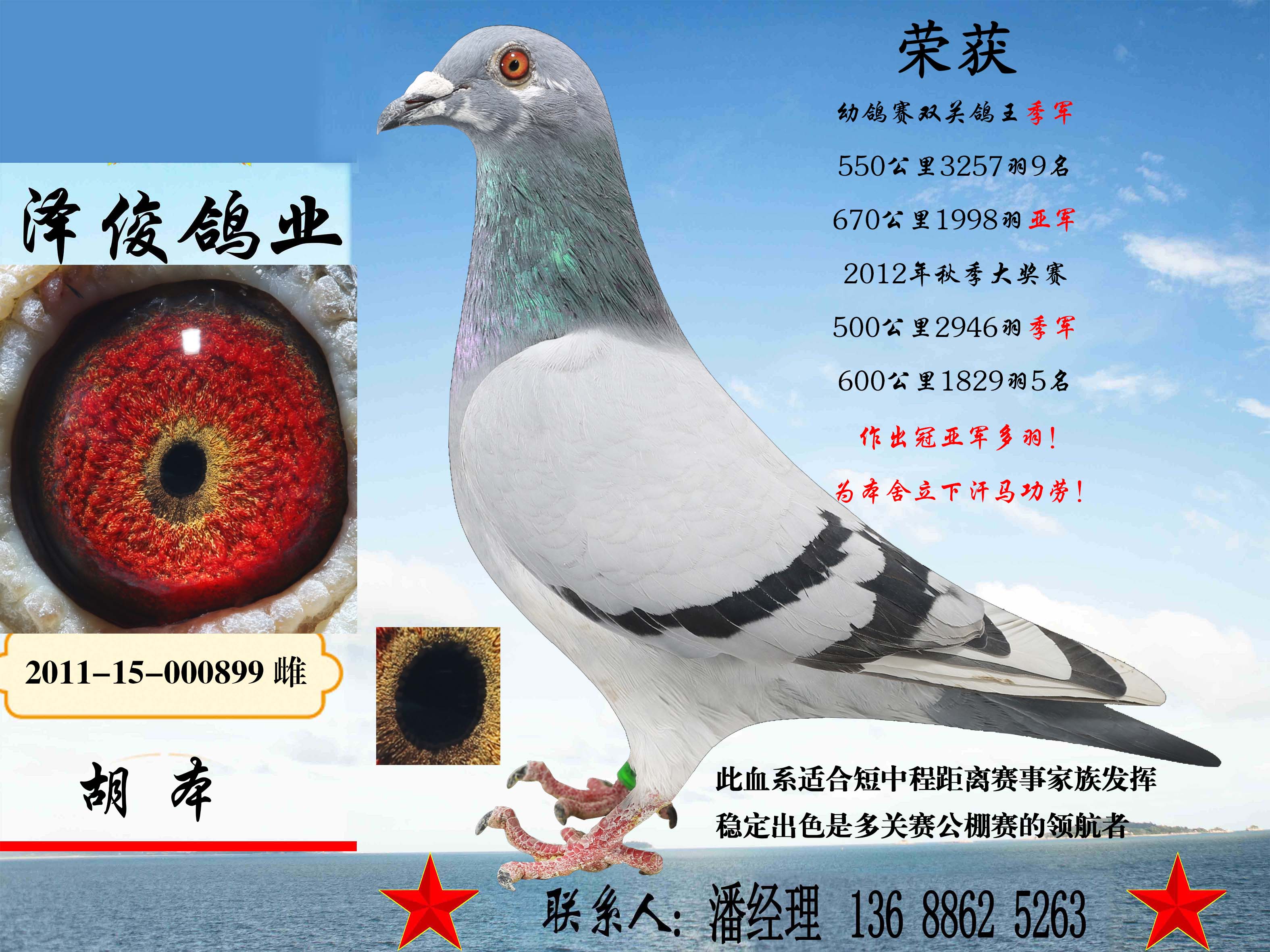 999元买二赠一-泽俊鸽业-中信网爱鸽商城