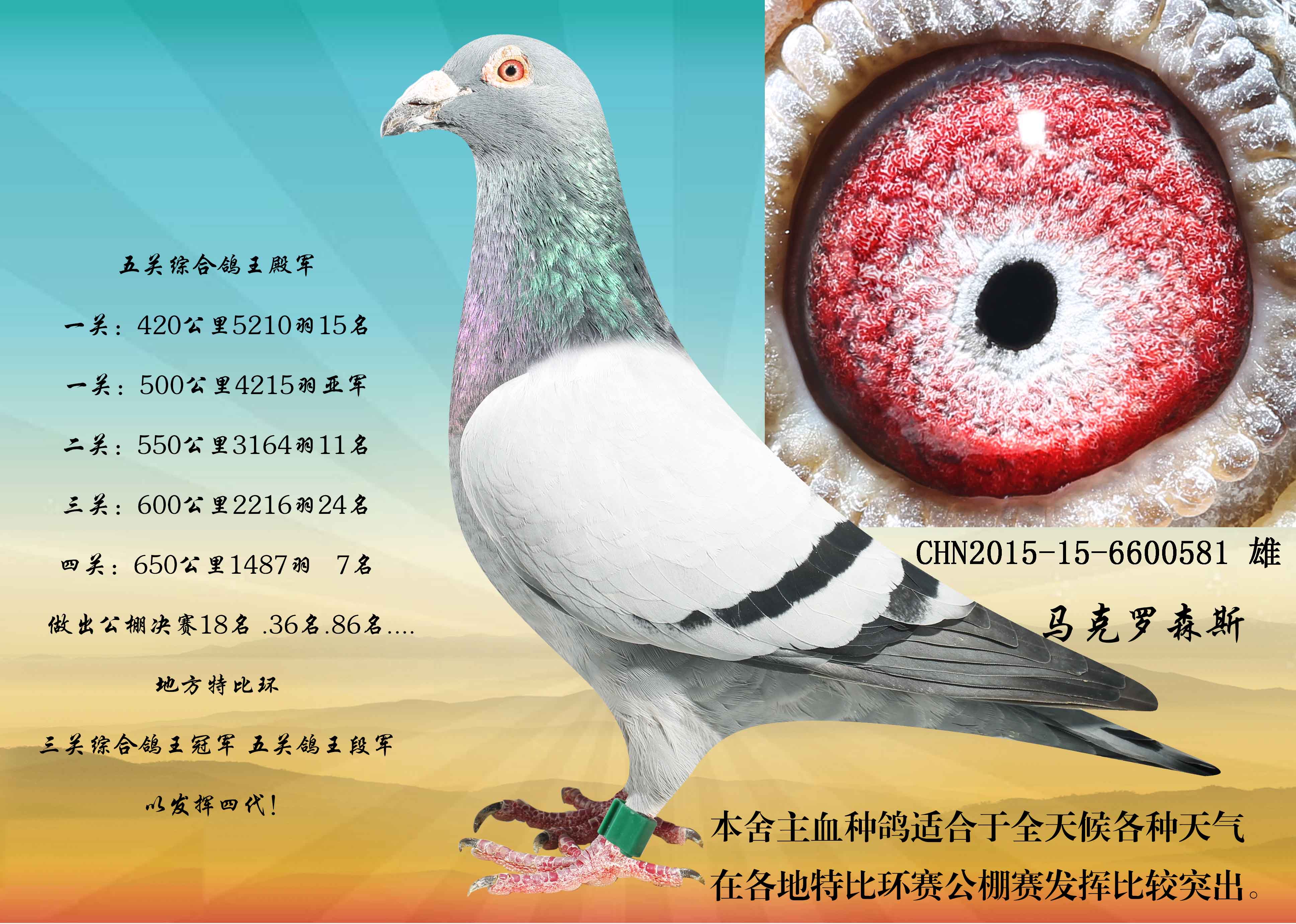马克罗森斯 - 玉香鸽业育种中心