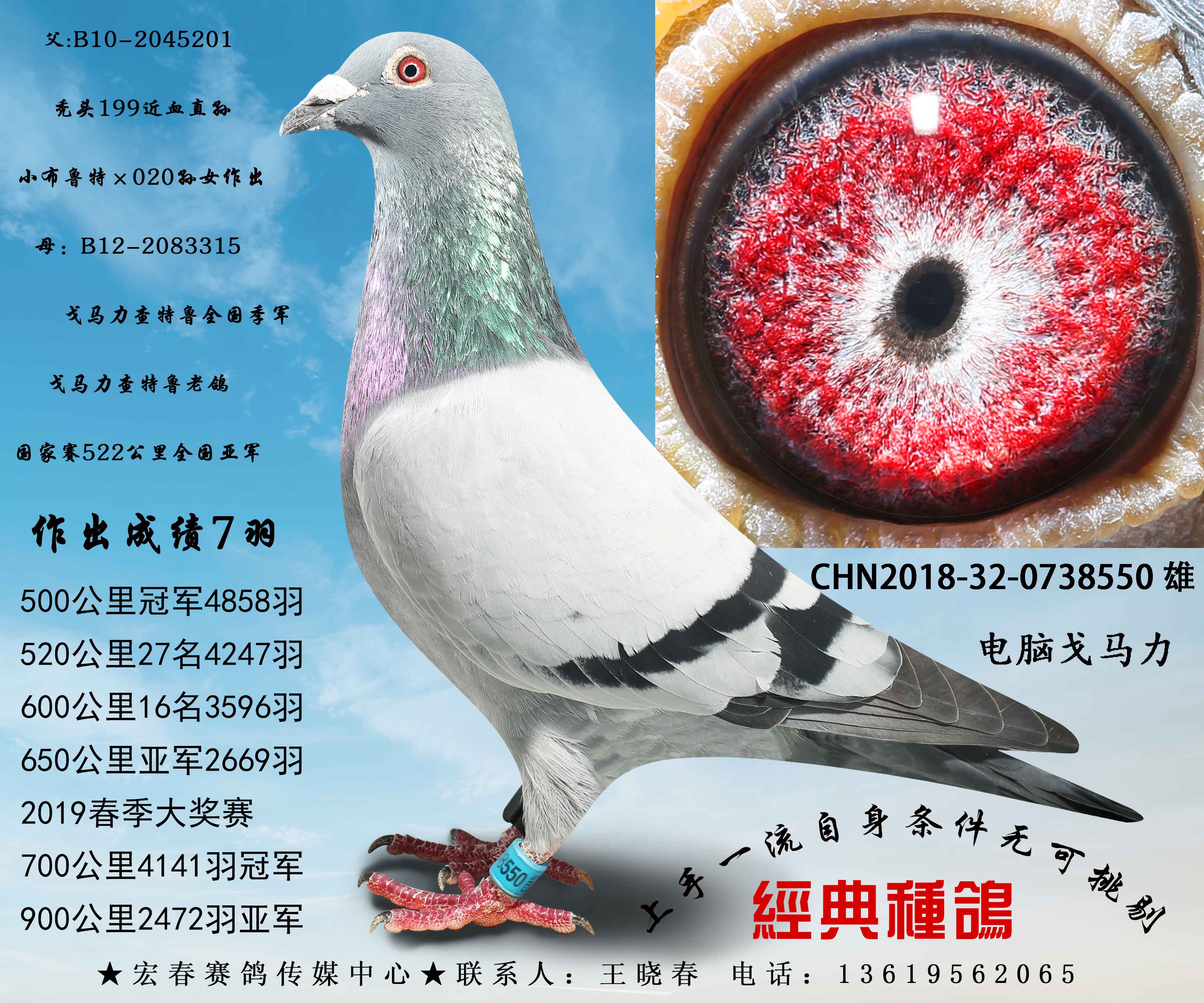 清棚处理所有种鸽一羽不留