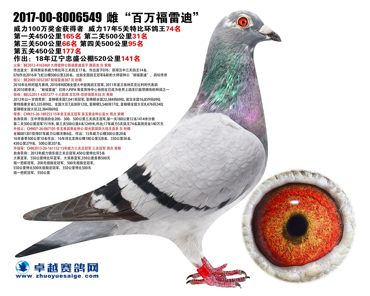 黄金种公外孙女百万弗雷迪