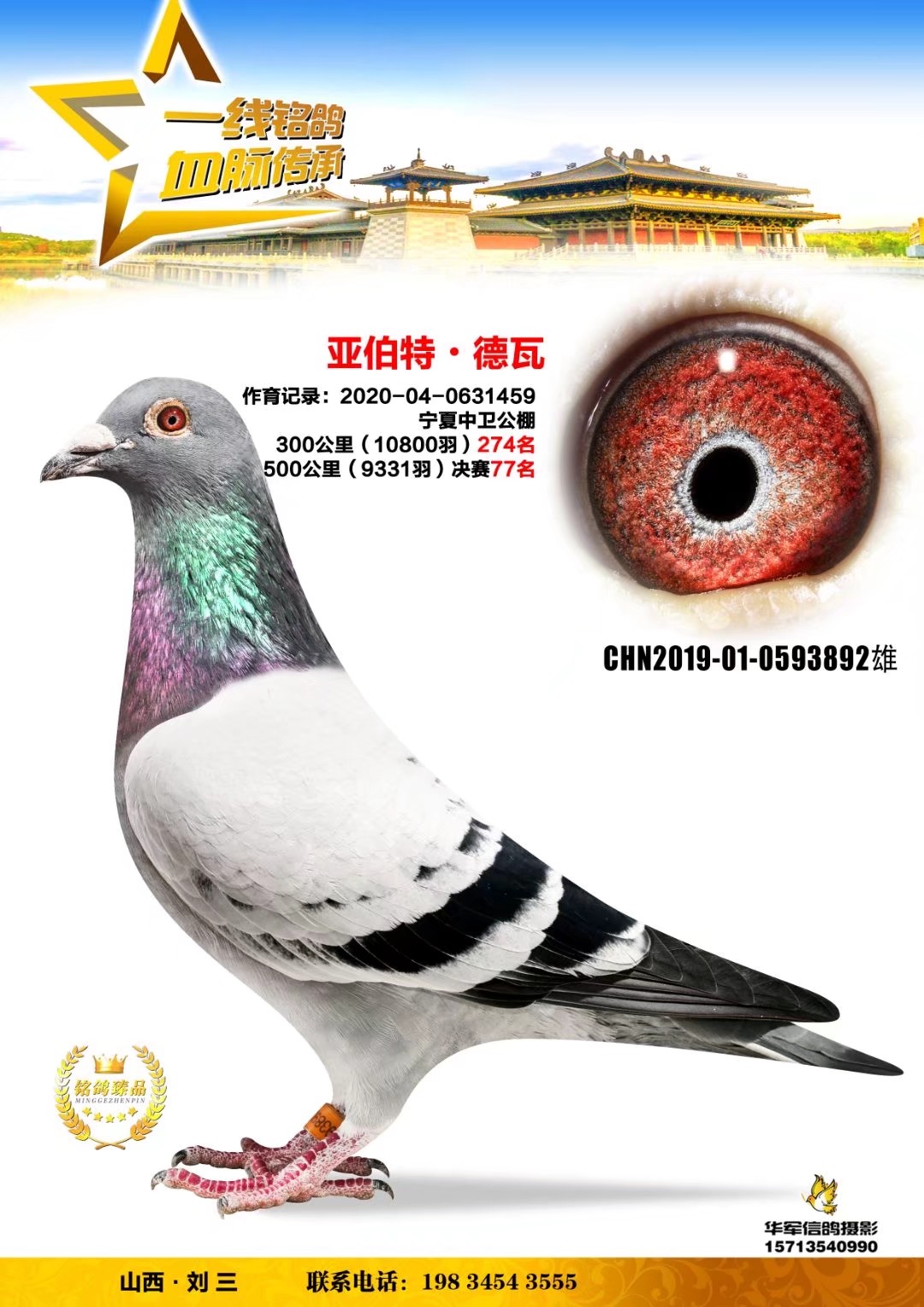 砂眼收 藏:点击收藏环 号:2019-01-0593892性 别:雄目 录:"基础种鸽"